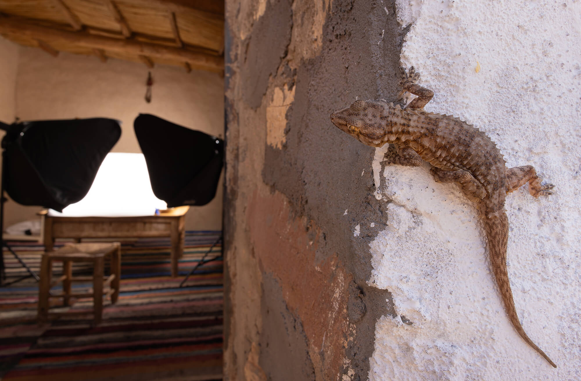 Terrain Fauna Morocco