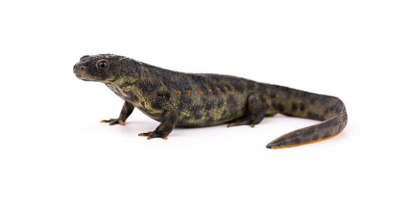 Sharp-ribbed Newt