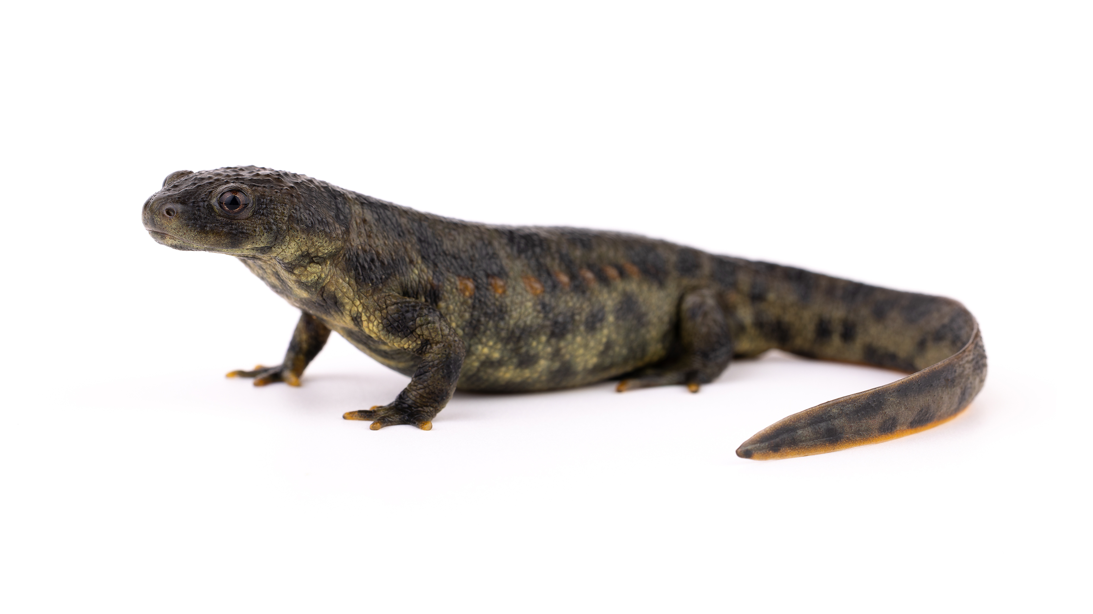 Sharp-ribbed newt - Head detail