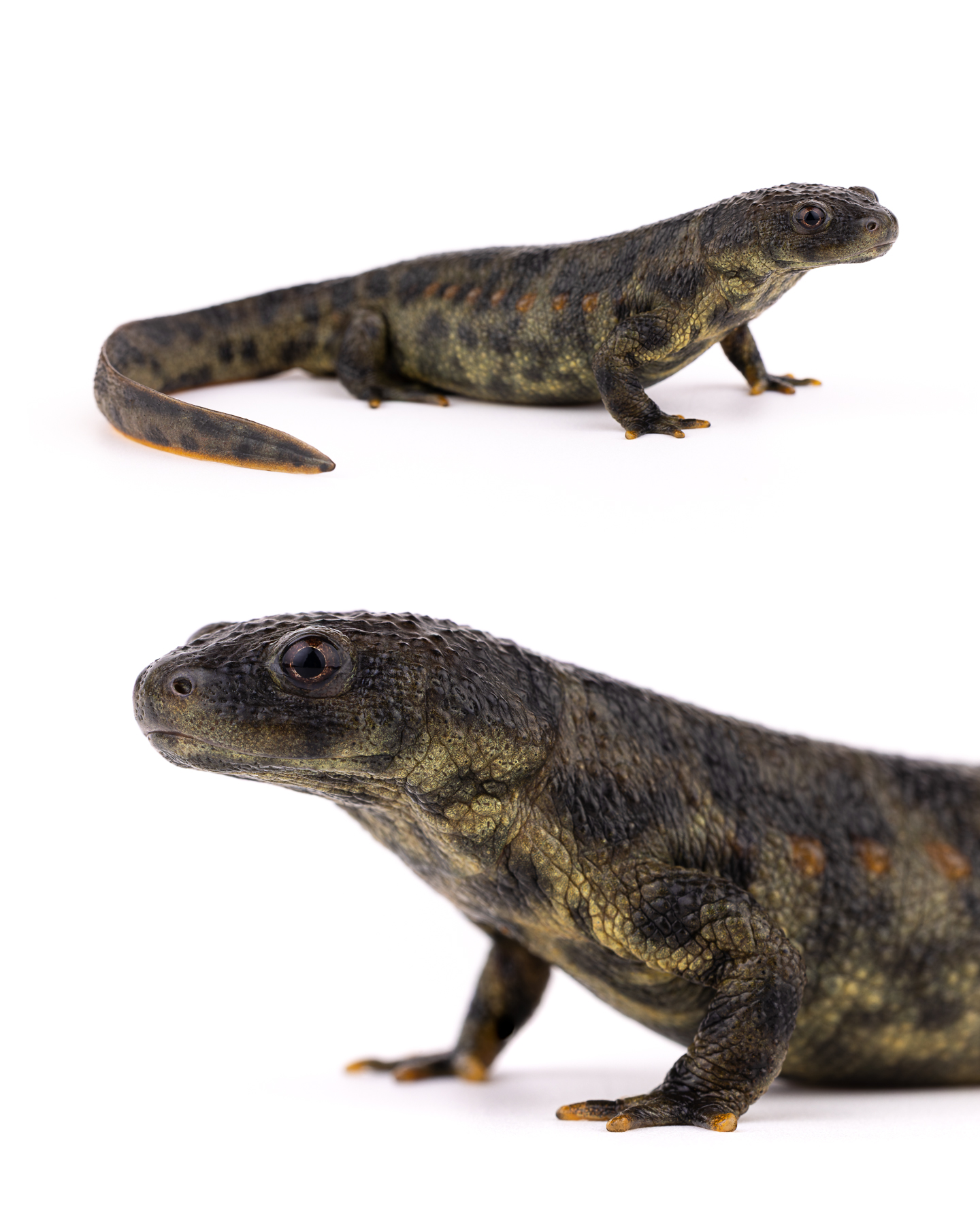 Sharp-ribbed newt - Vertical view