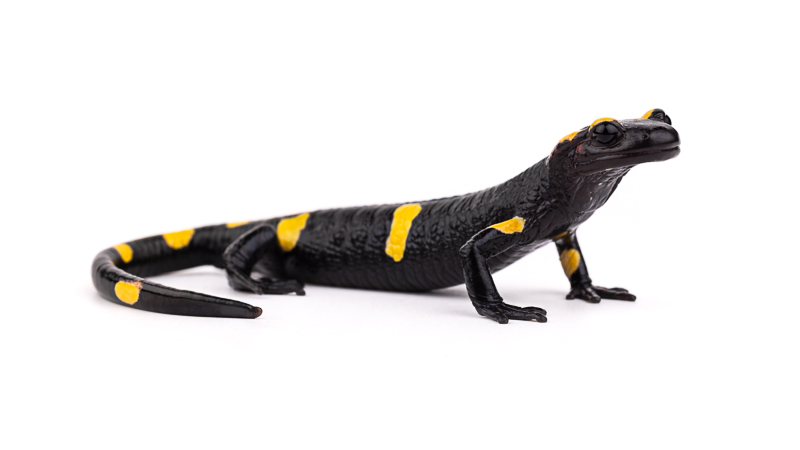 North African Salamander