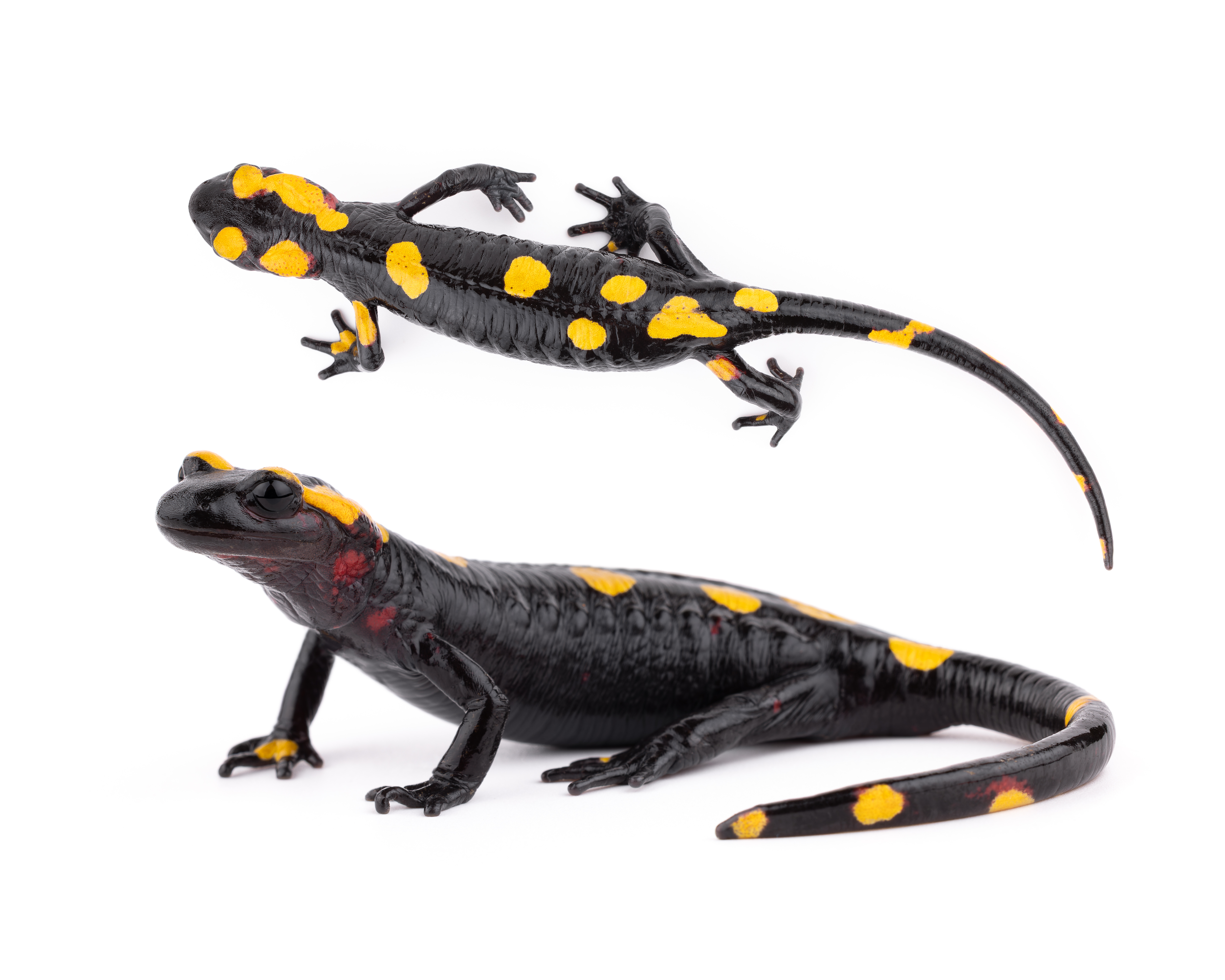 North African Salamander - Adult