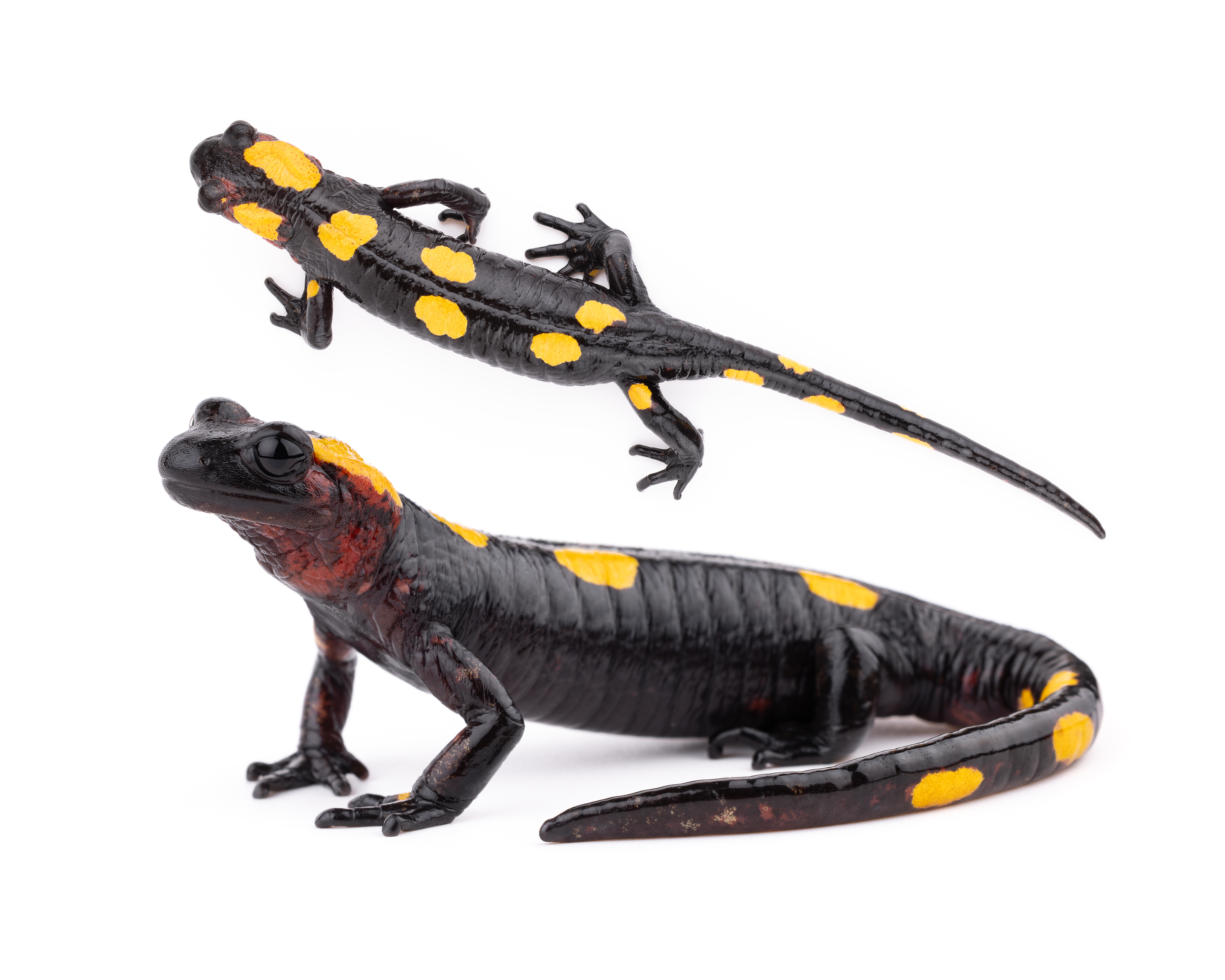 North African Salamander - Adult