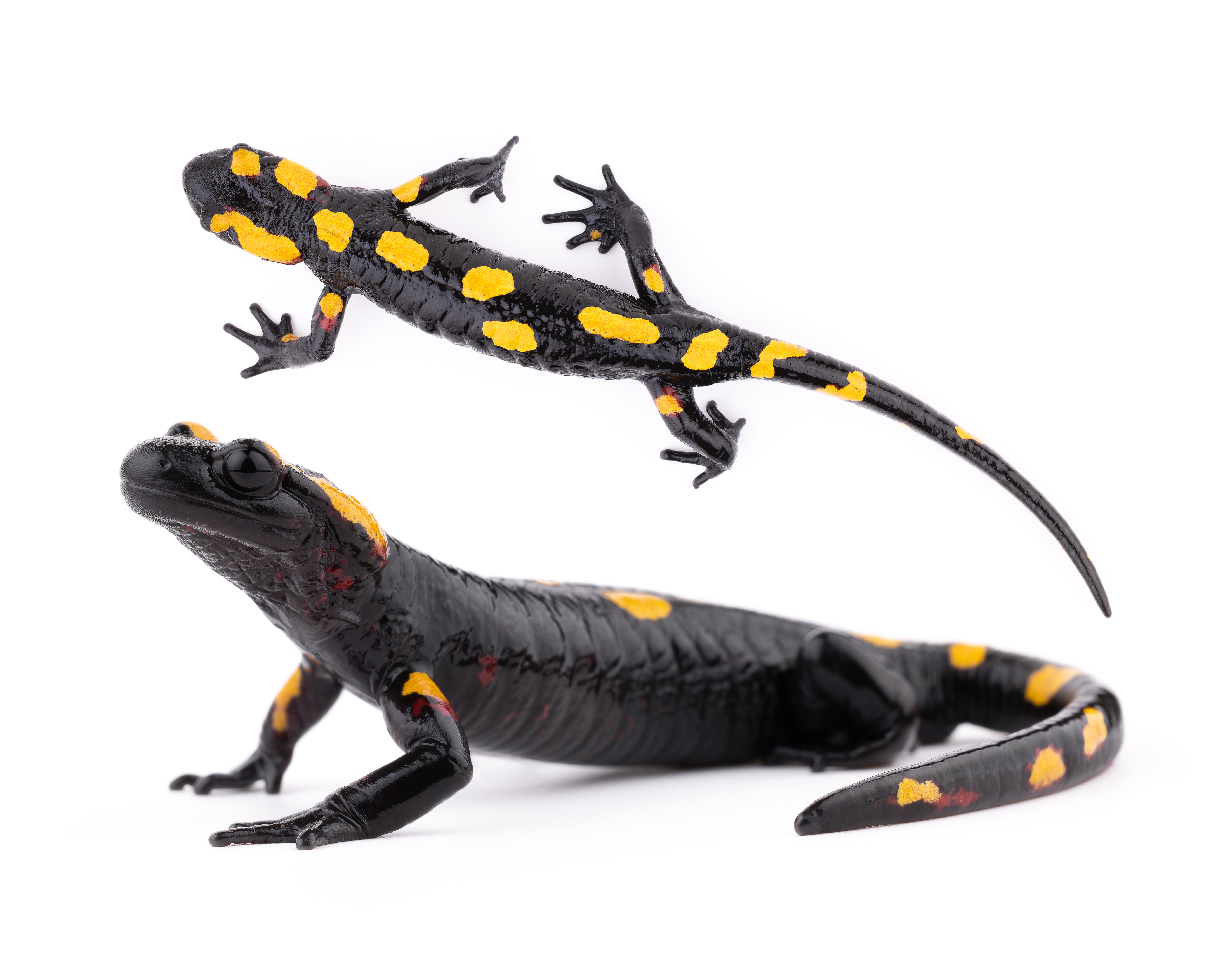 North African Salamander - Adult