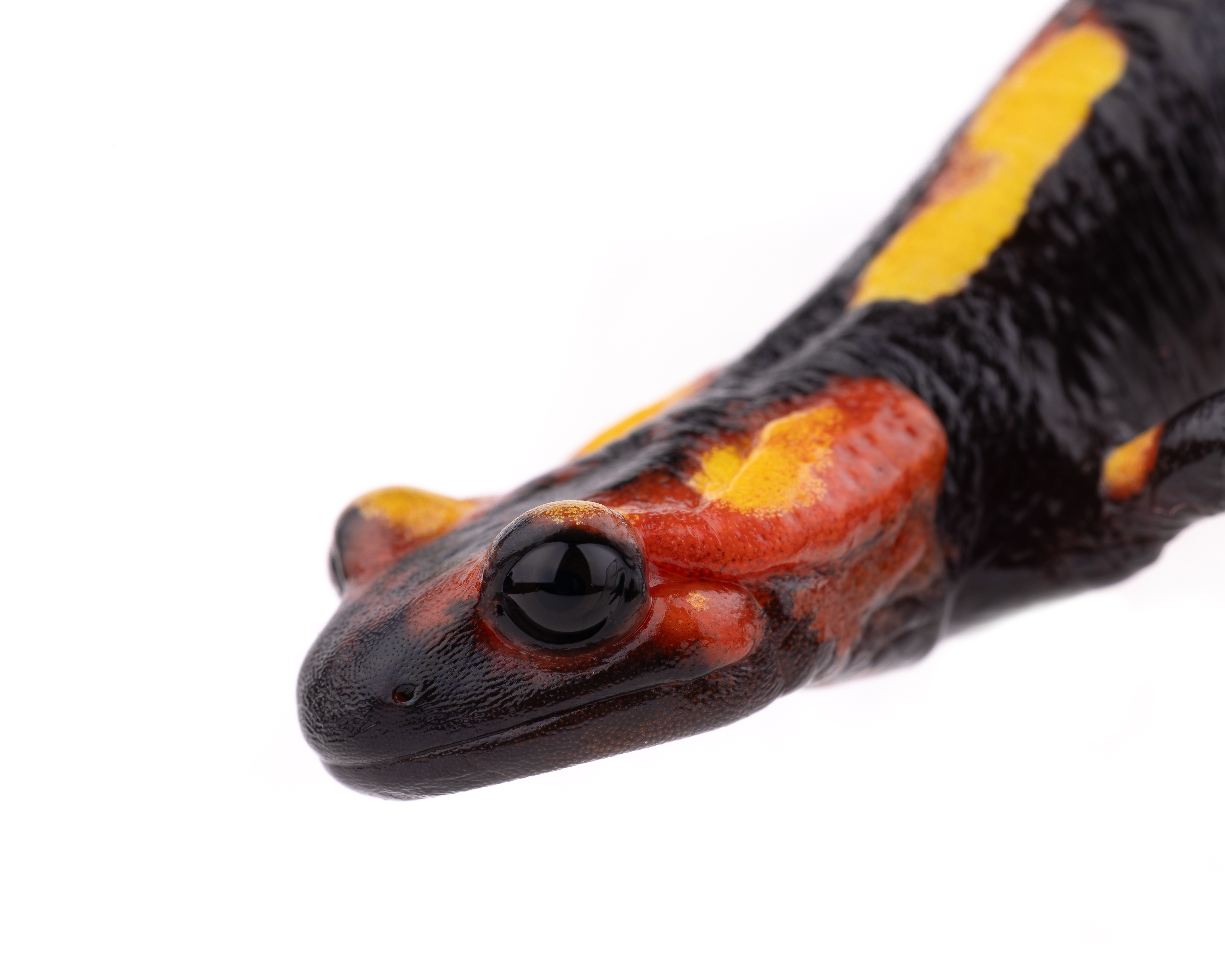 Salamandra algira splendens - Adult