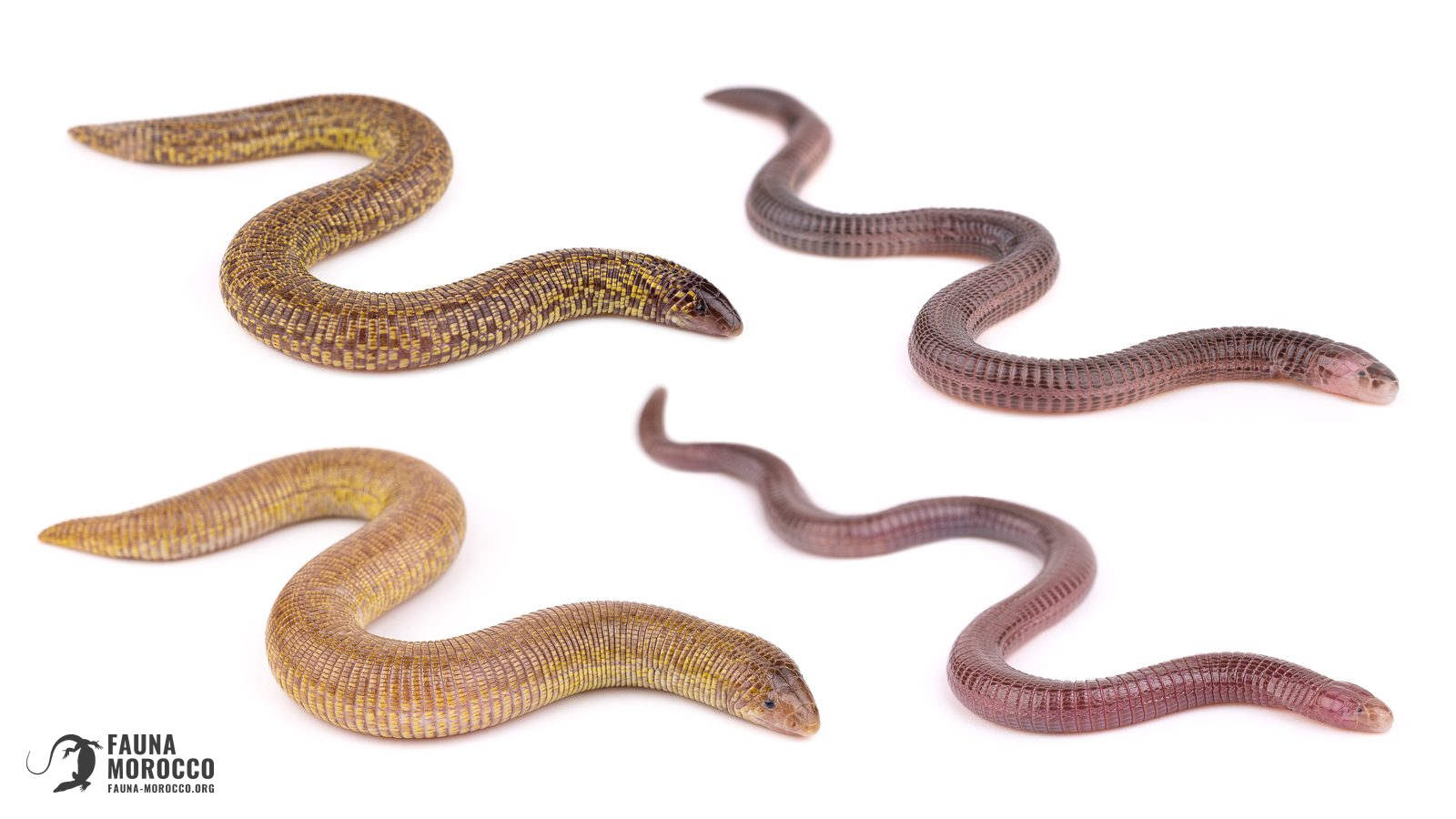 Amphisbaenia