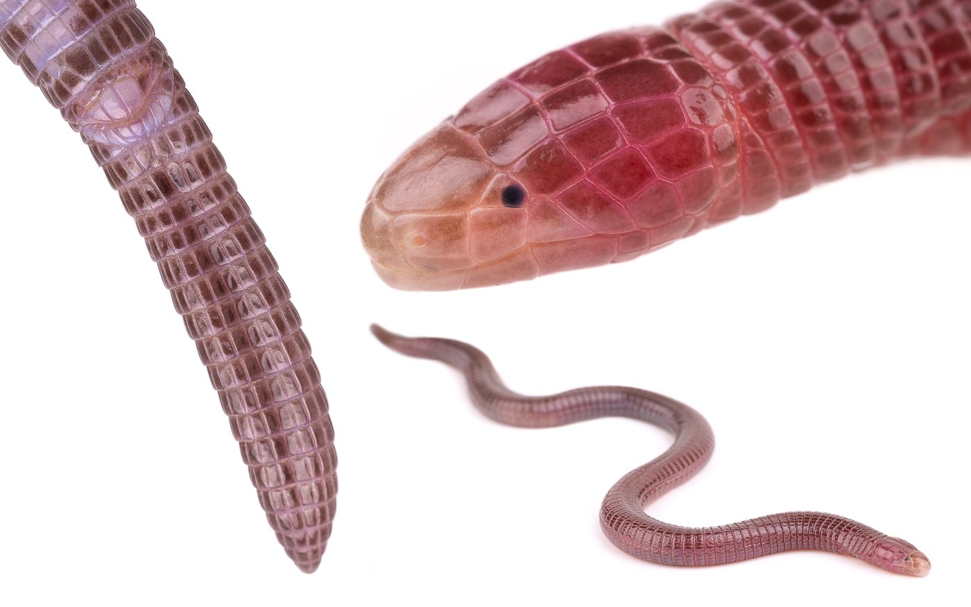 blanus mettetali