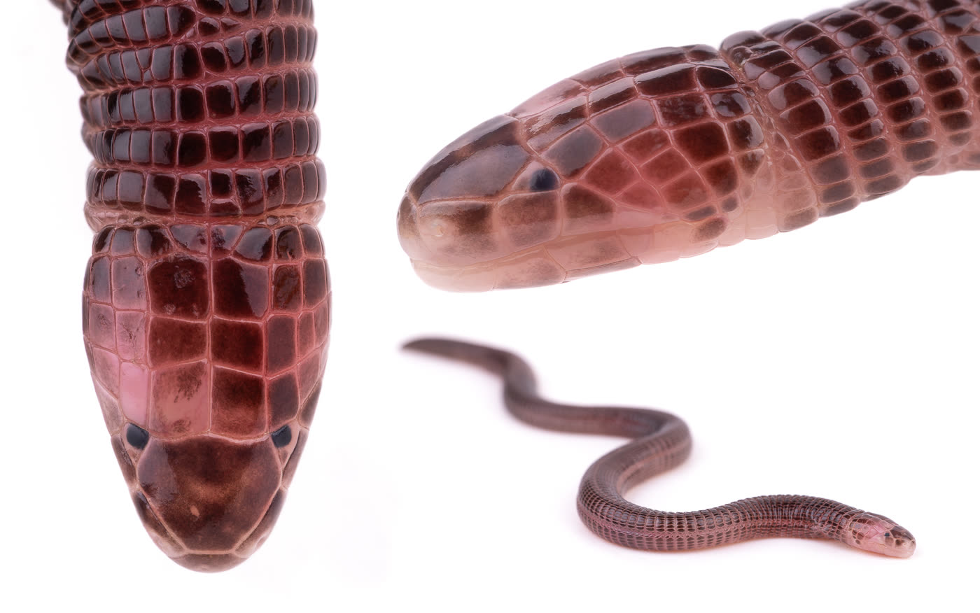 blanus tingitanus
