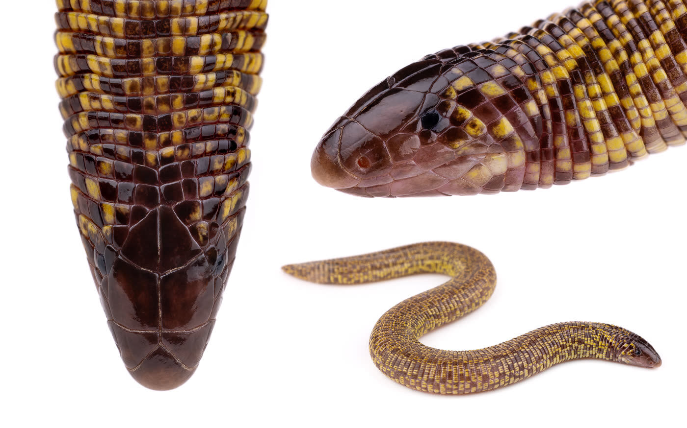 trogonophis wiegmanni