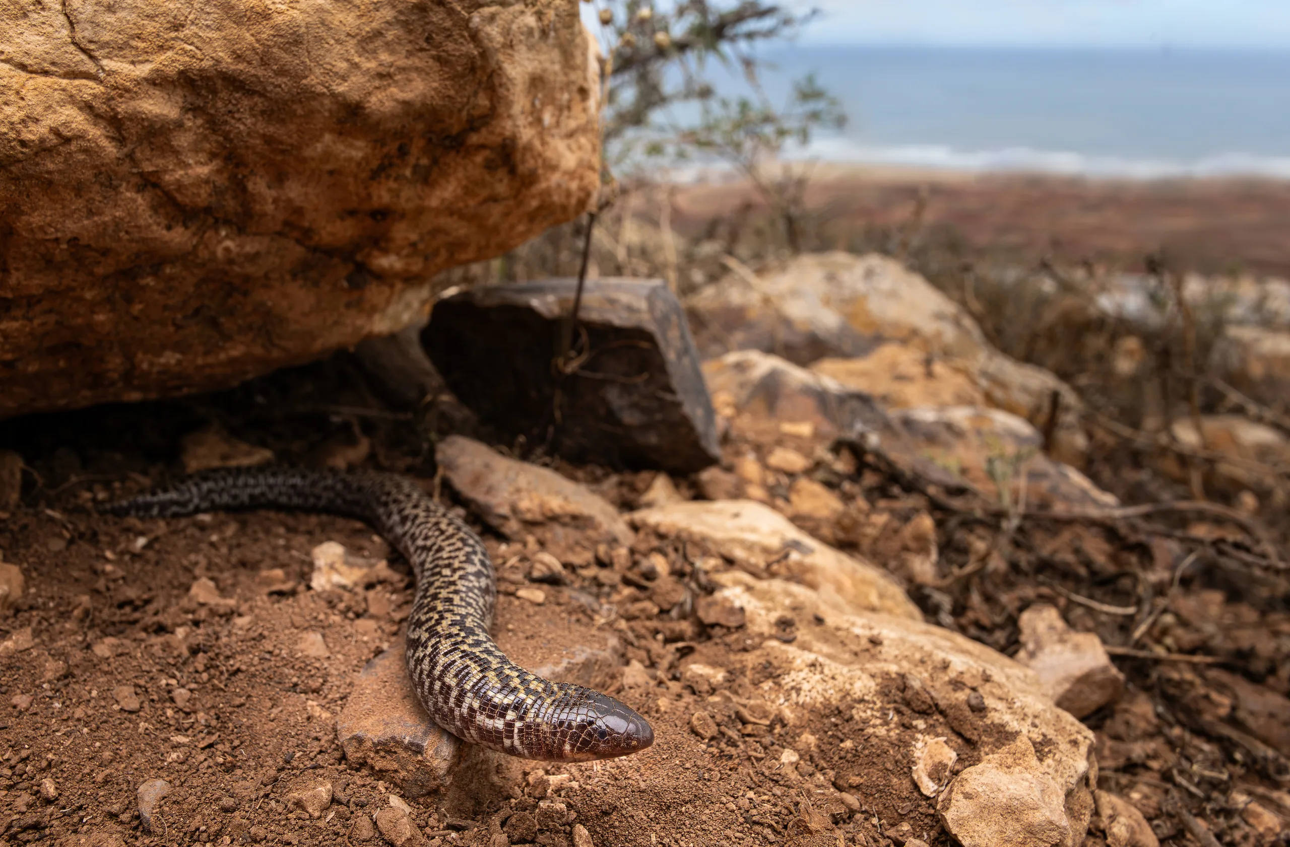 Trogonophis de Wiegmann (Trogonophis wiegmanni elegans), Maroc