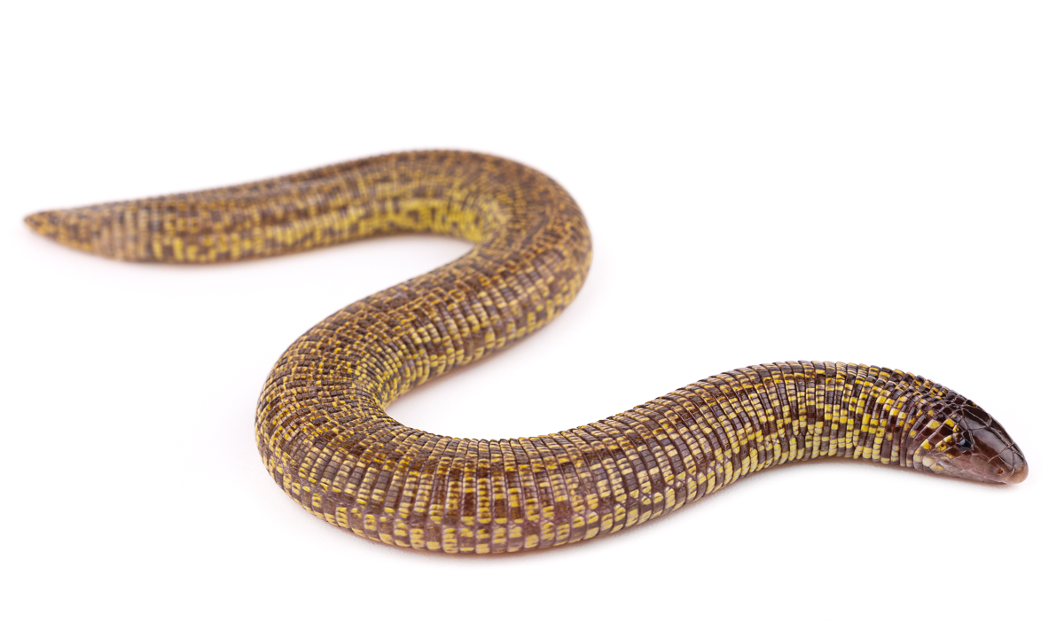 Trogonophis de Wiegmann