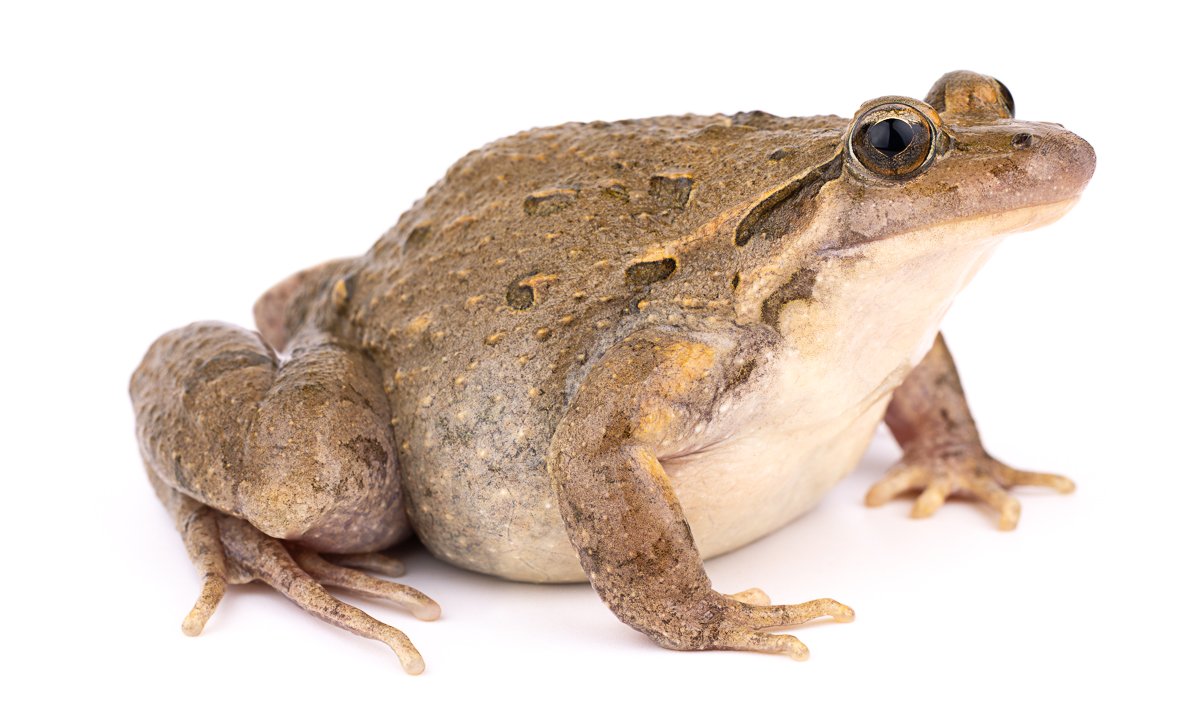 الضفدع الملوّن (Discoglossus pictus)، المغرب
