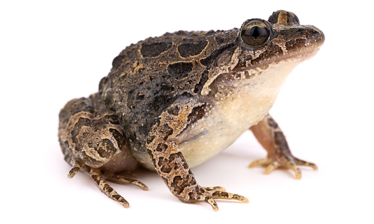الضفدع الملوّن المغربي (Discoglossus scovazzi)، المغرب