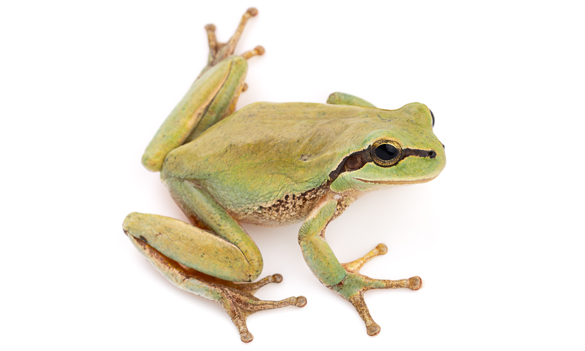 ضفدع الشجر المتوسطي (Hyla meridionalis)، المغرب