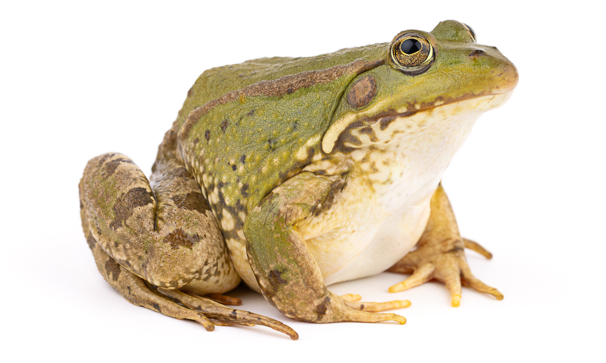 جزاع صحراوي (Pelophylax saharicus)، المغرب