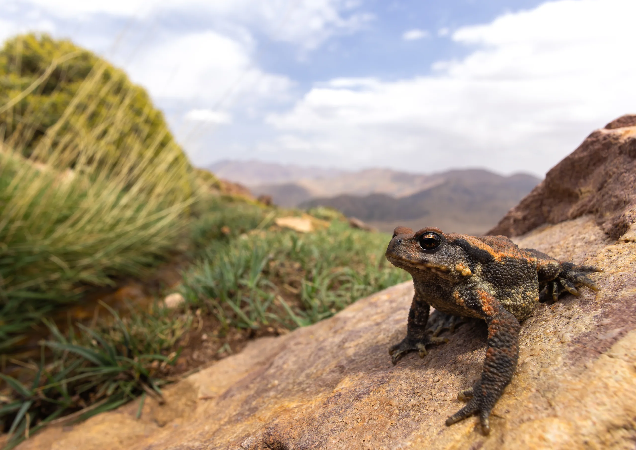 العلجوم الشائك (Bufo spinosus)، المغرب