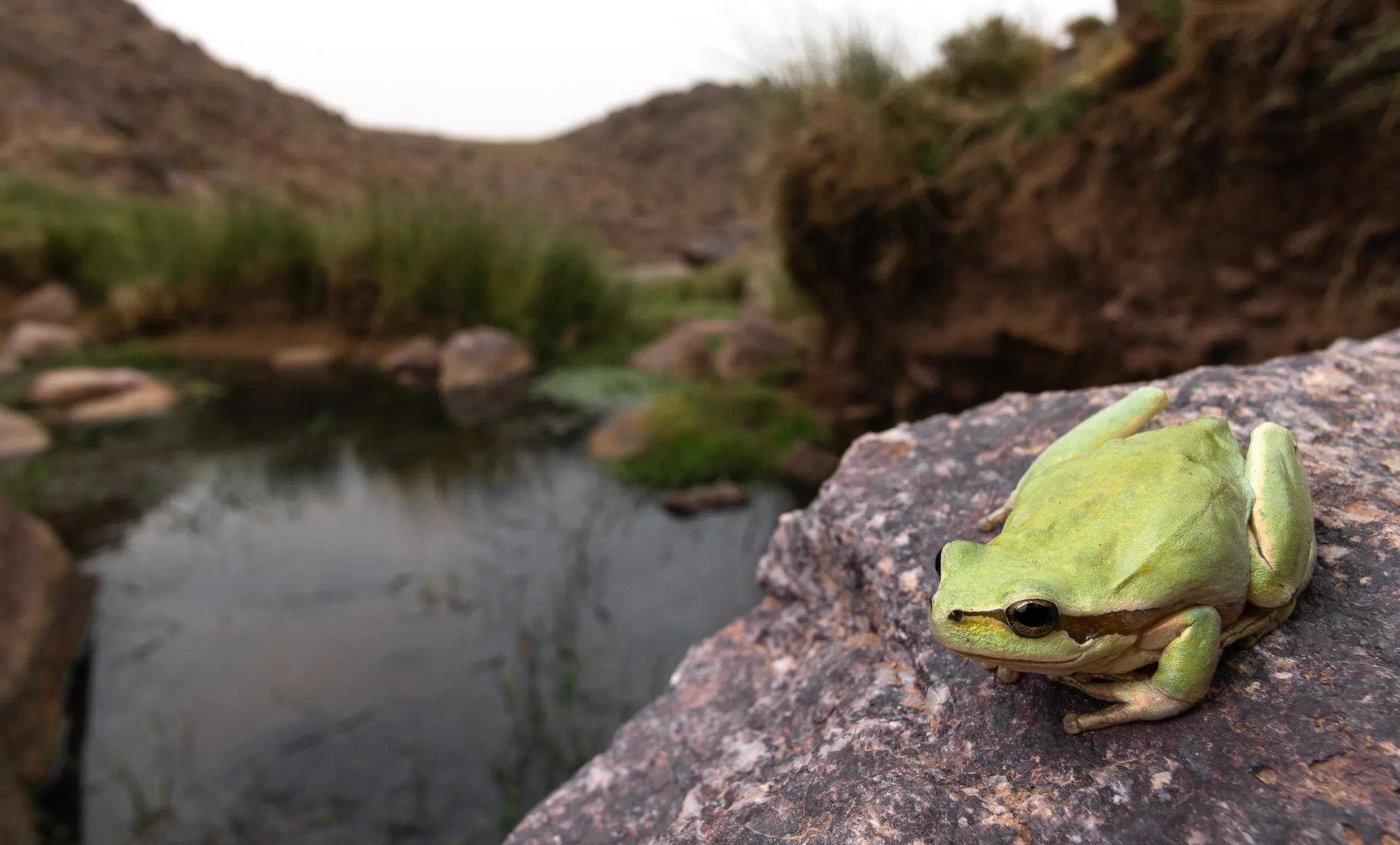 ضفدع الشجر المتوسطي (Hyla meridionalis)، المغرب