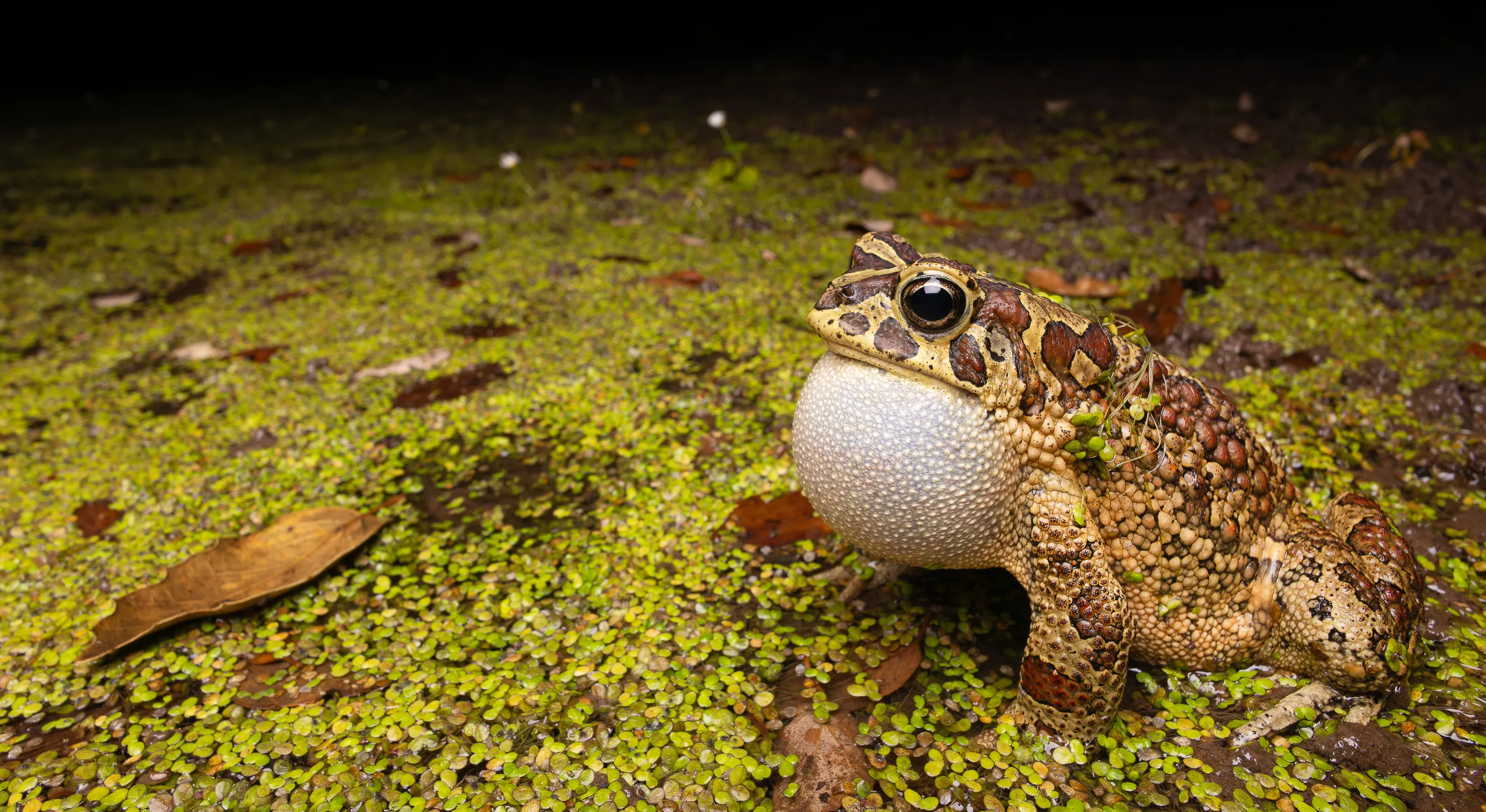 العلجوم المغاربي (Sclerophrys mauritanica)، المغرب