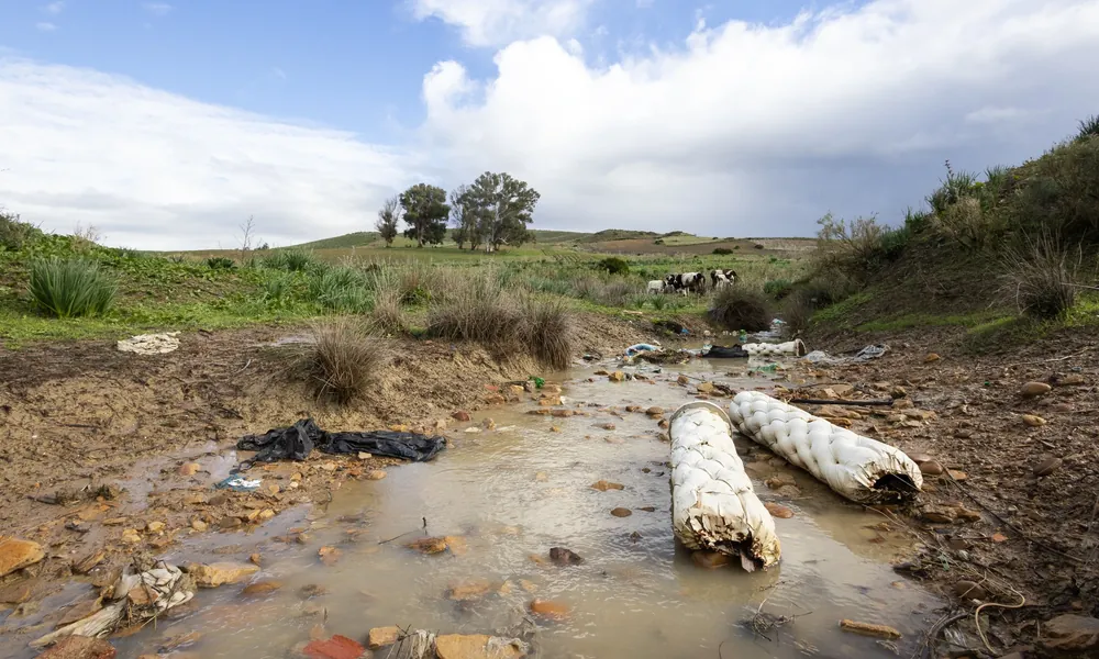 Degraded Sharp-ribbed Newt habitat near Larache, Morocco