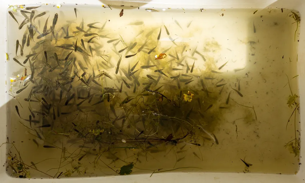 Mosquitofish (Gambusia sp.) to be released into a Rif pond, a threat to the Sharp-ribbed Newt, Morocco