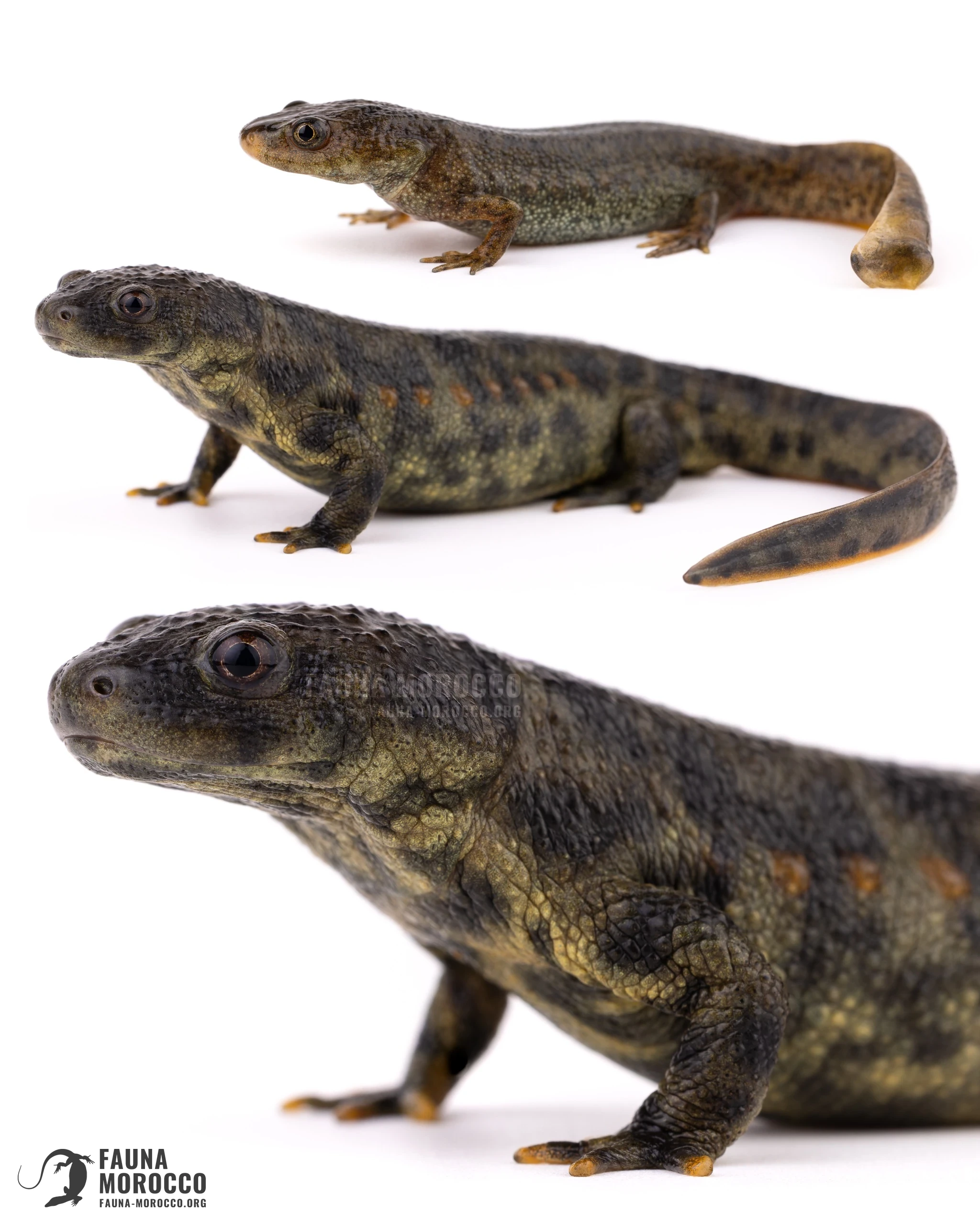 Sharp-ribbed Newt (Pleurodeles waltl), freshly metamorphosed individual and adult compared, Morocco