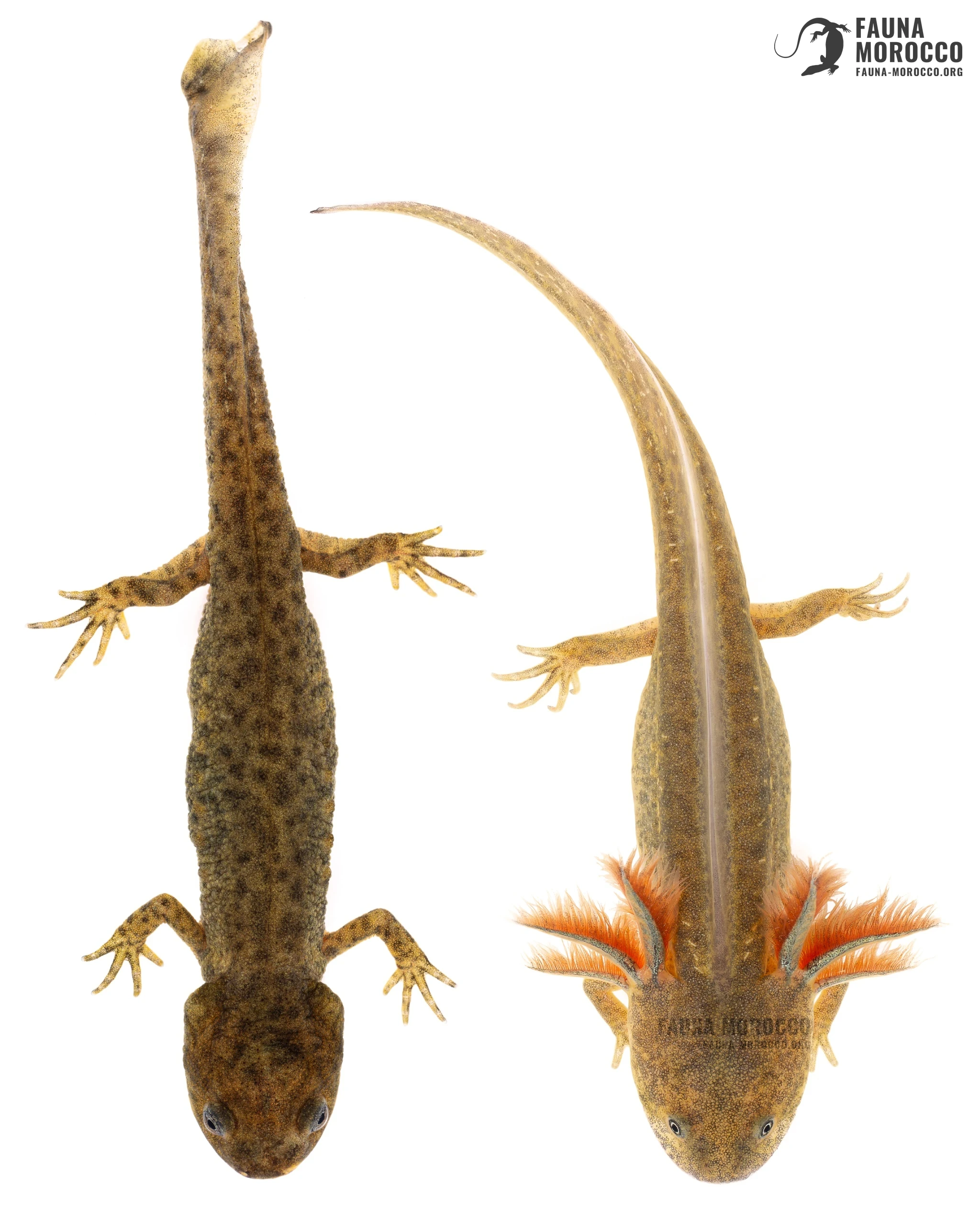 Sharp-ribbed Newt (Pleurodeles waltl), metamorph and gilled larva, dorsal view, Morocco