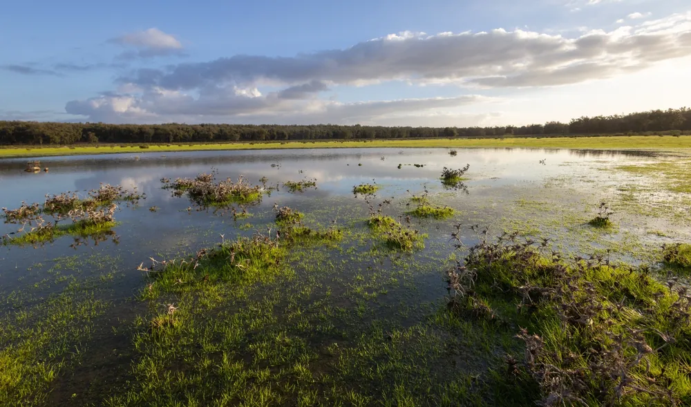 Ephemeral breeding pool of the Sharp-ribbed Newt in the Maâmora forest near Rabat, Morocco