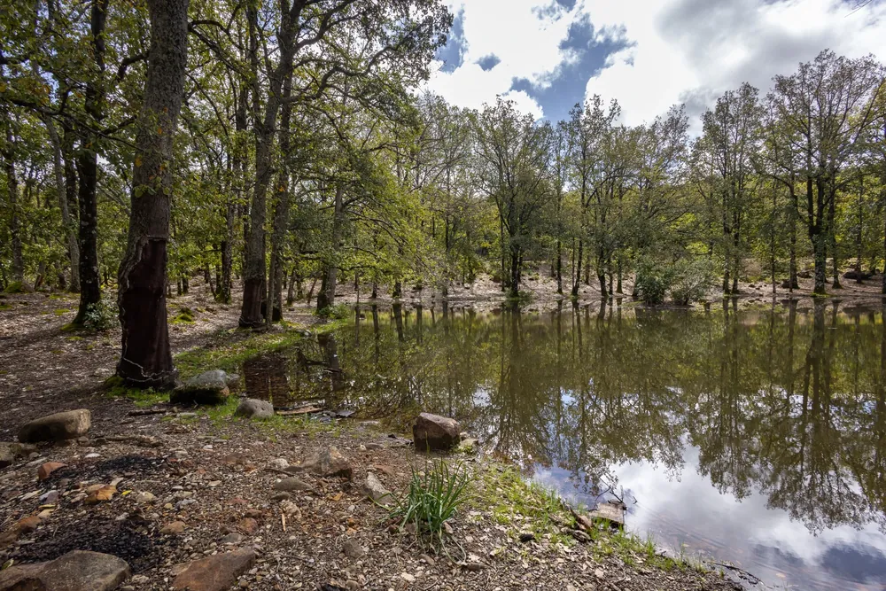 Permanent pond of the Sharp-ribbed Newt in a Rif oak forest, Morocco