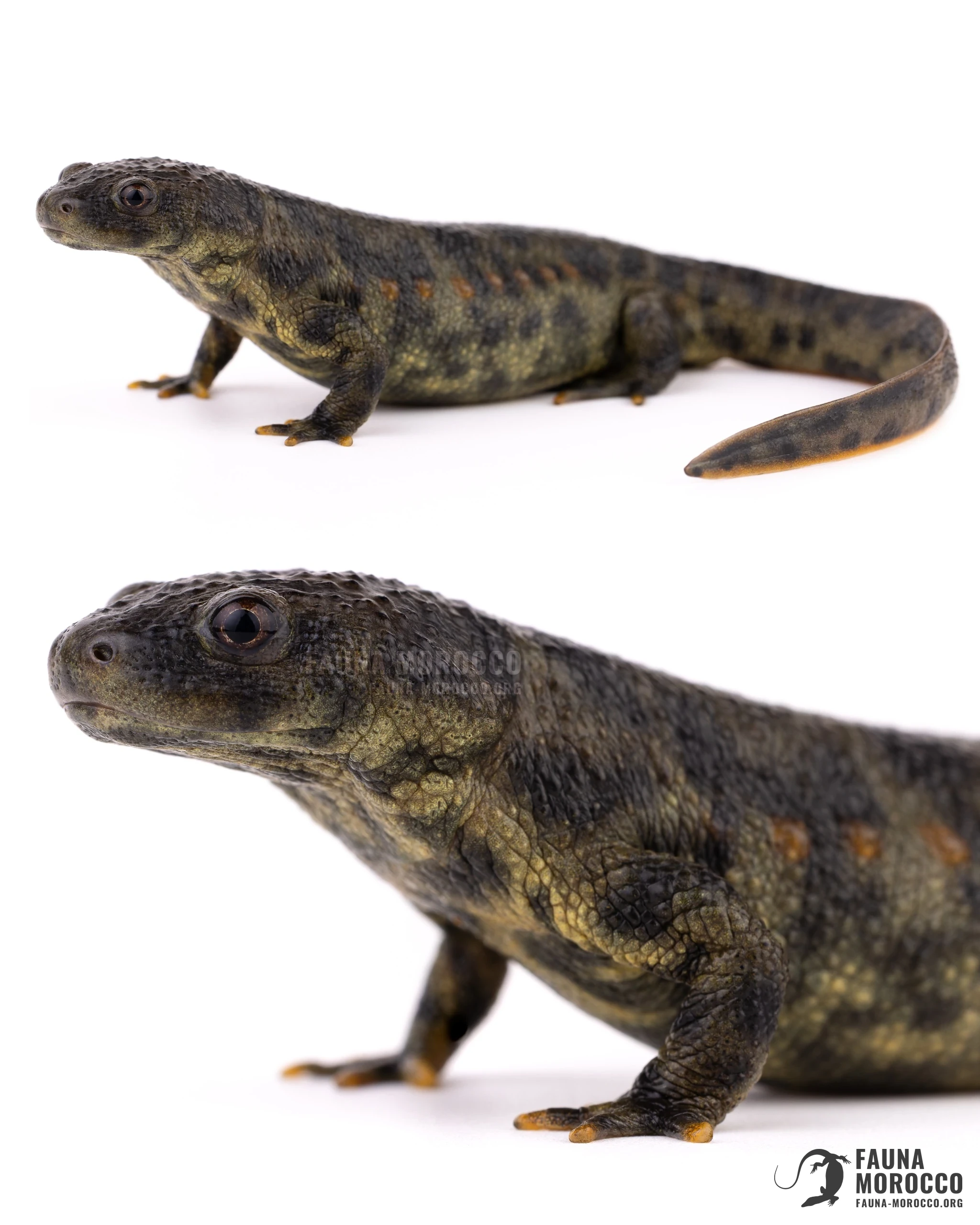 Sharp-ribbed Newt (Pleurodeles waltl), adult, northern Morocco