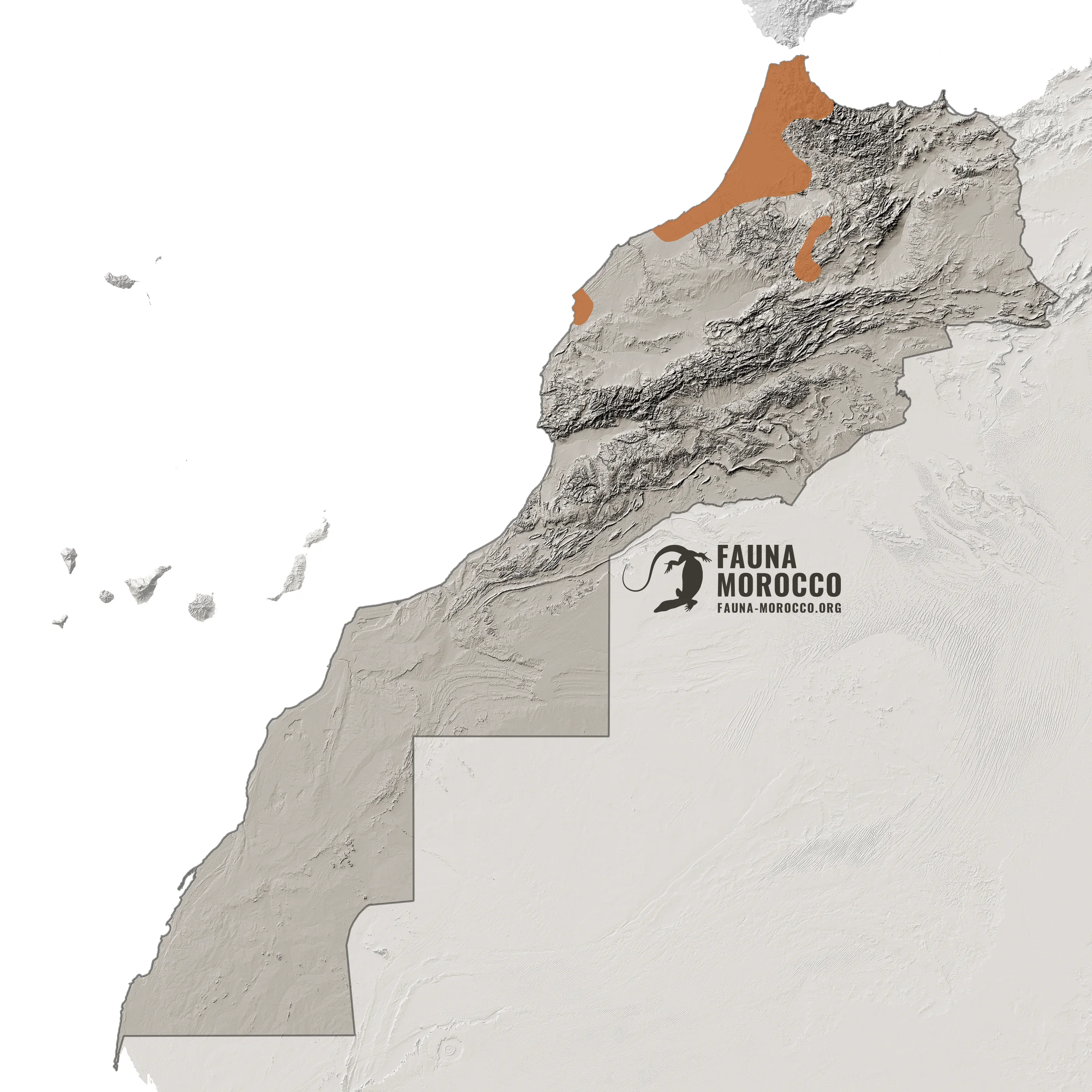 Range map of the Sharp-ribbed Newt (Pleurodeles waltl) in Morocco