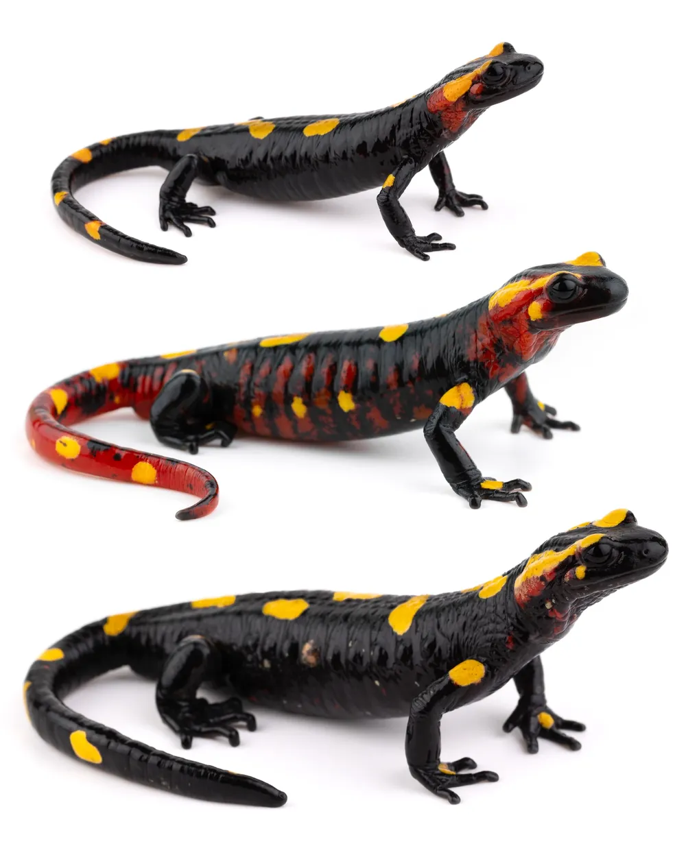 Salamandre d'Afrique du Nord (Salamandra algira atlantica) du Moyen Atlas, variation de coloration