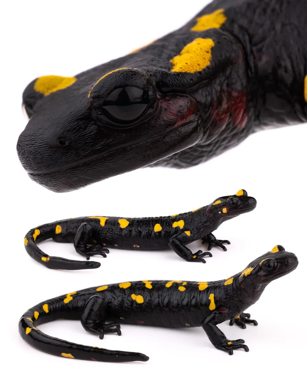 Salamandre d'Afrique du Nord (Salamandra algira spelaea) du massif des Beni Snassen, taches rouge-vin et jaunes