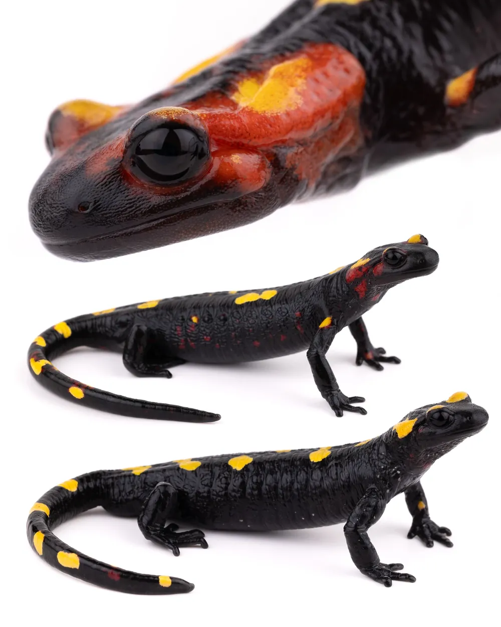 Salamandre d'Afrique du Nord (Salamandra algira splendens) des montagnes du Rif oriental
