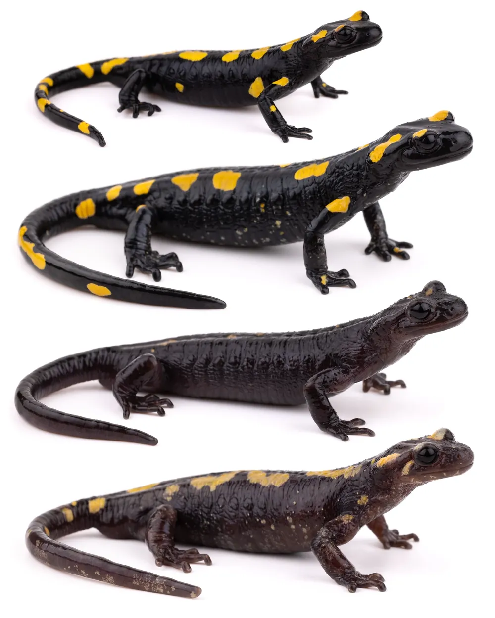 Salamandre d'Afrique du Nord (Salamandra algira tingitana) de la péninsule tingitane, variabilité de coloration