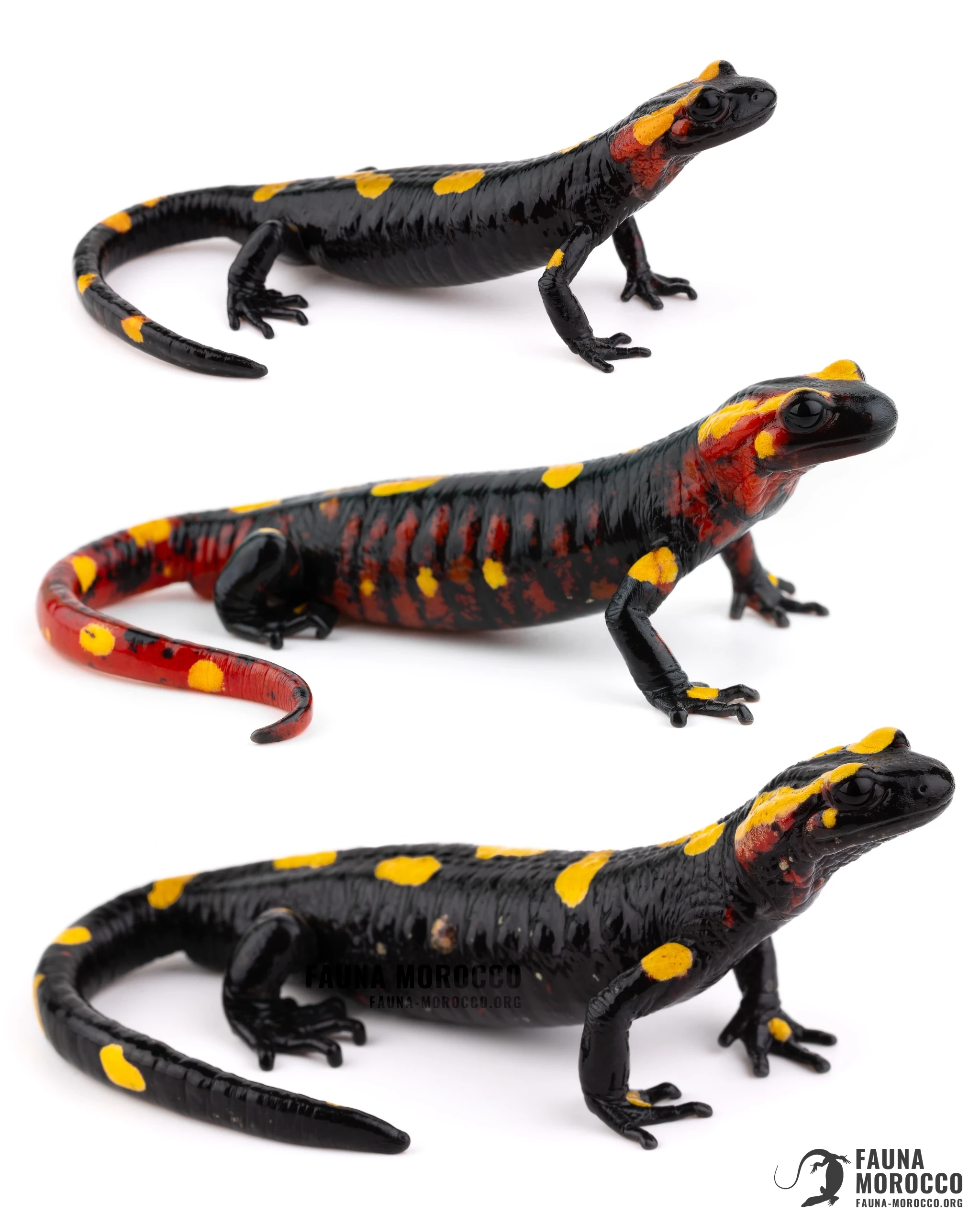 السمندل الناري المغاربي (Salamandra algira atlantica) من الأطلس المتوسط، تباين في اللون