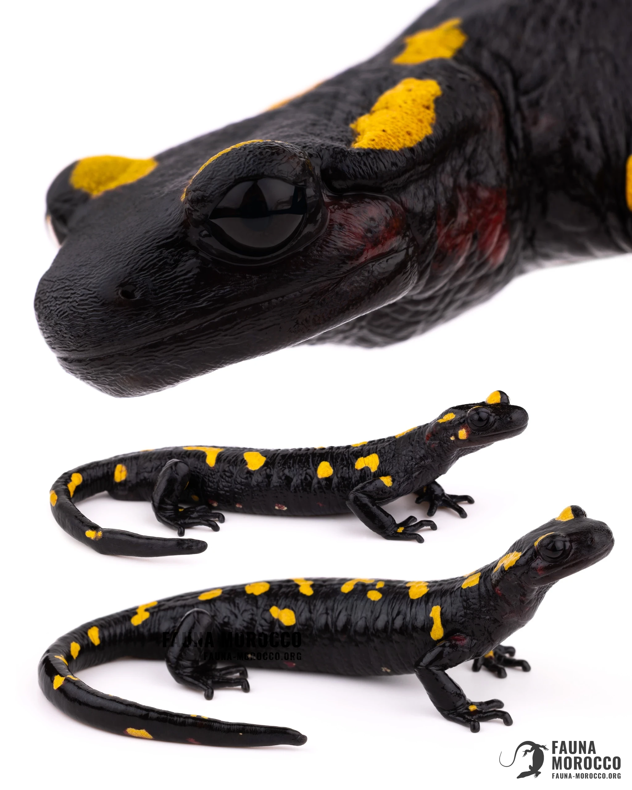 السمندل الناري المغاربي (Salamandra algira spelaea) من كتلة بني يزناسن، ببقع حمراء نبيذية وصفراء