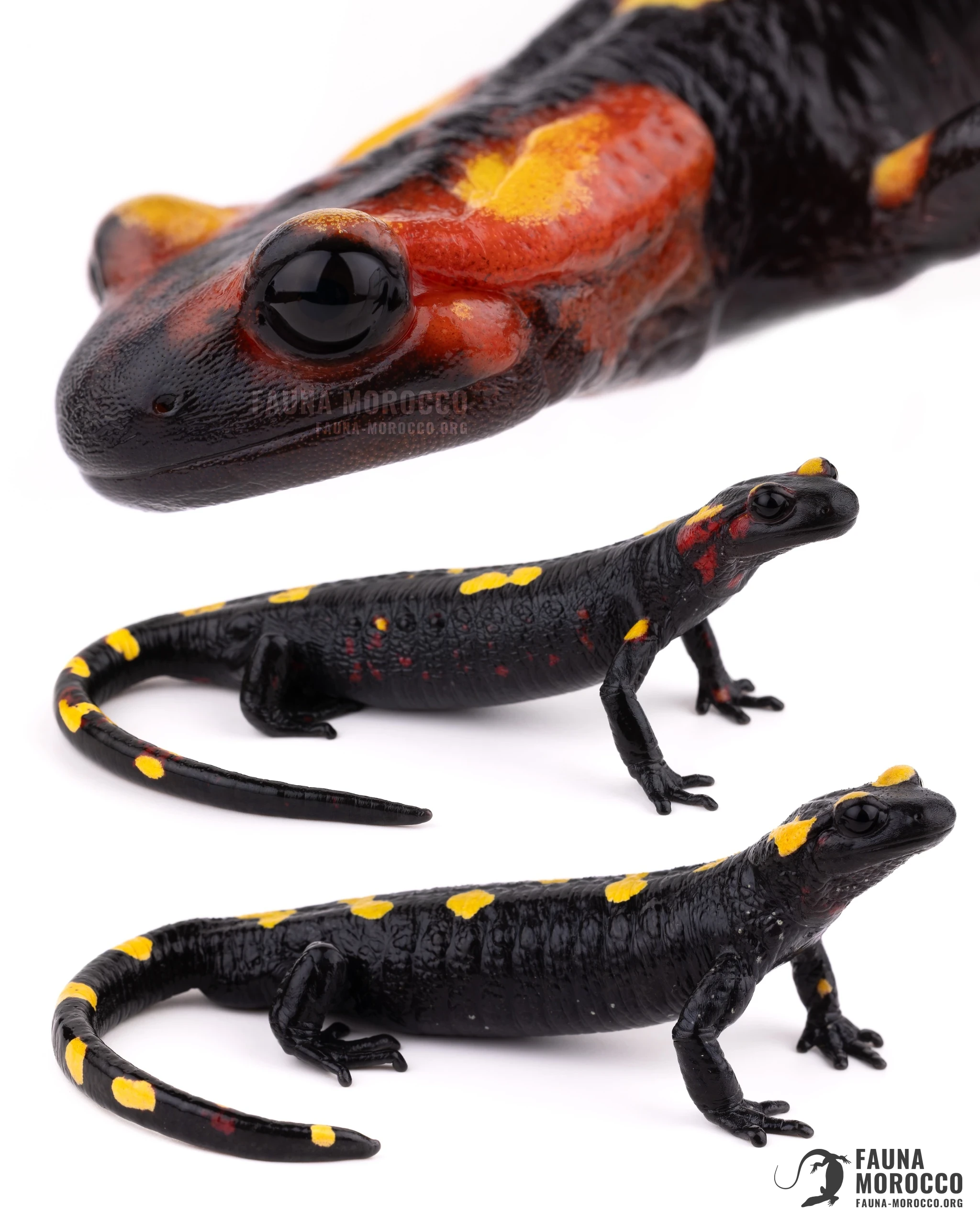 السمندل الناري المغاربي (Salamandra algira splendens) من جبال الريف الشرقي
