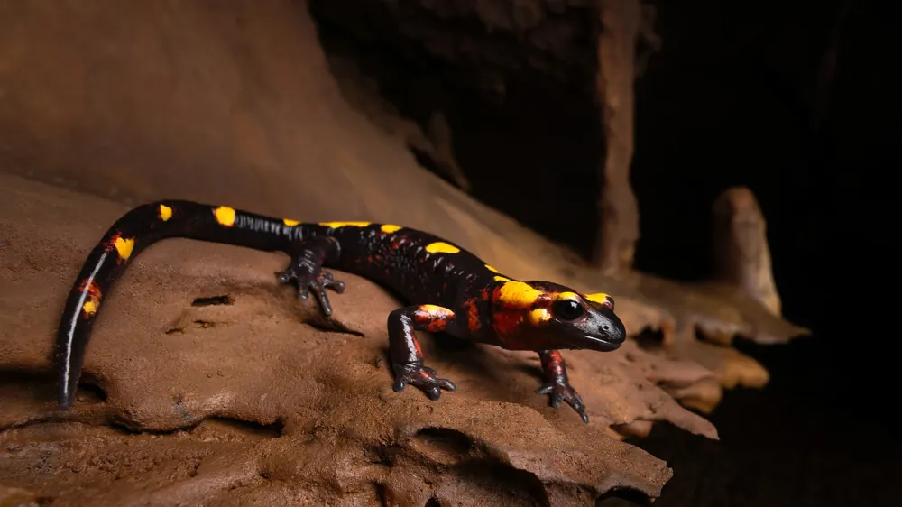 السمندل الناري المغاربي (Salamandra algira atlantica) من جماعة كهفية، المنتزه الوطني تازكة، المغرب