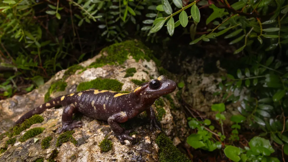 السمندل الناري المغاربي (Salamandra algira tingitana) بلون غير معتاد، شرق شبه جزيرة طنجة