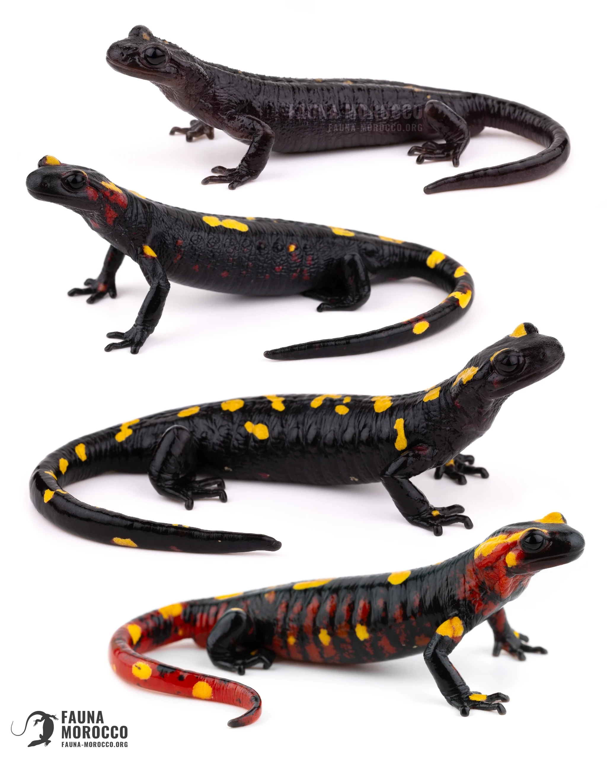 السمندل الناري المغاربي (Salamandra algira)، فرد بالغ في غابة باردة رطبة بجبال الريف، شمال المغرب