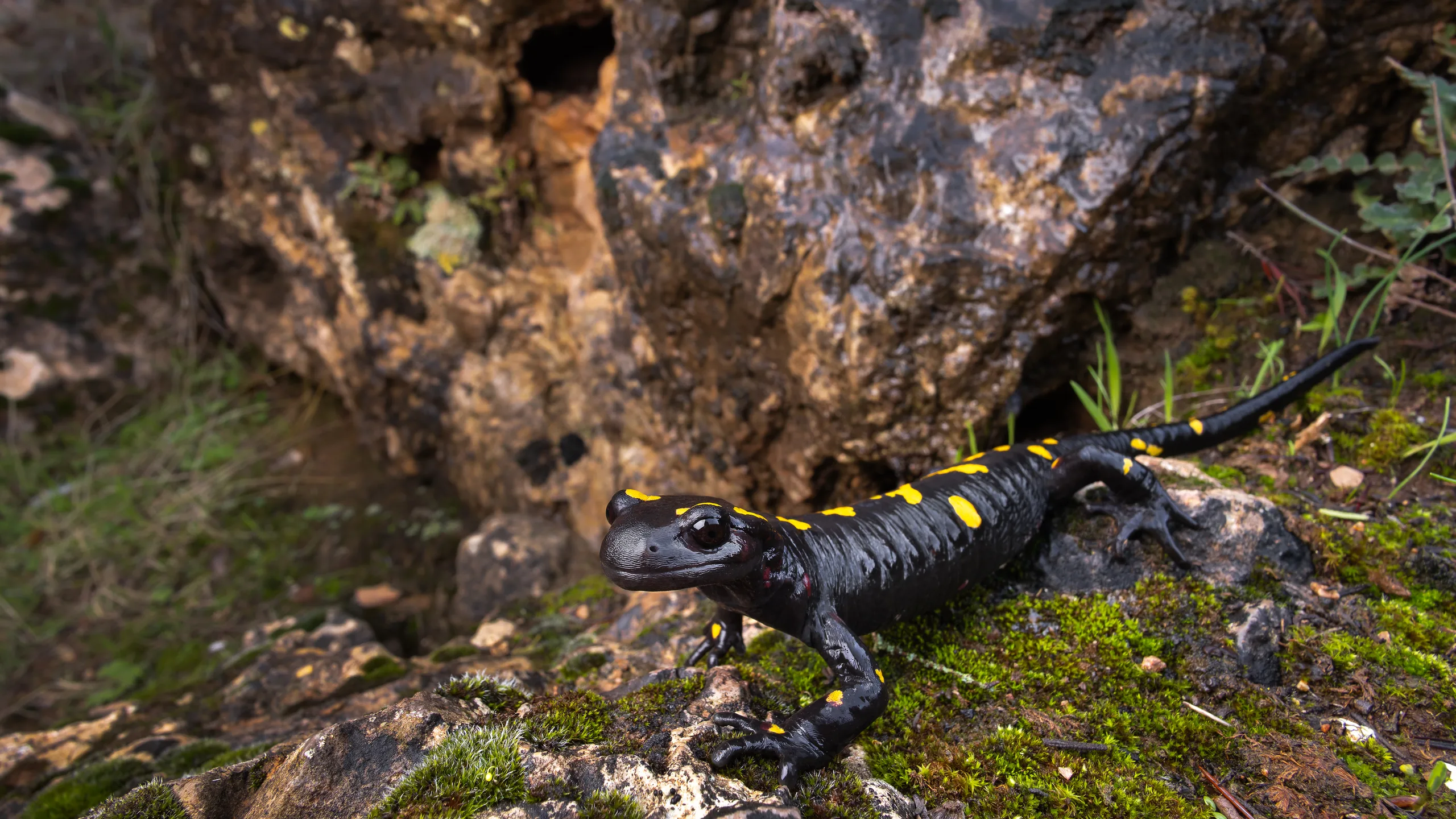 السمندل الناري المغاربي (Salamandra algira spelaea)، المغرب