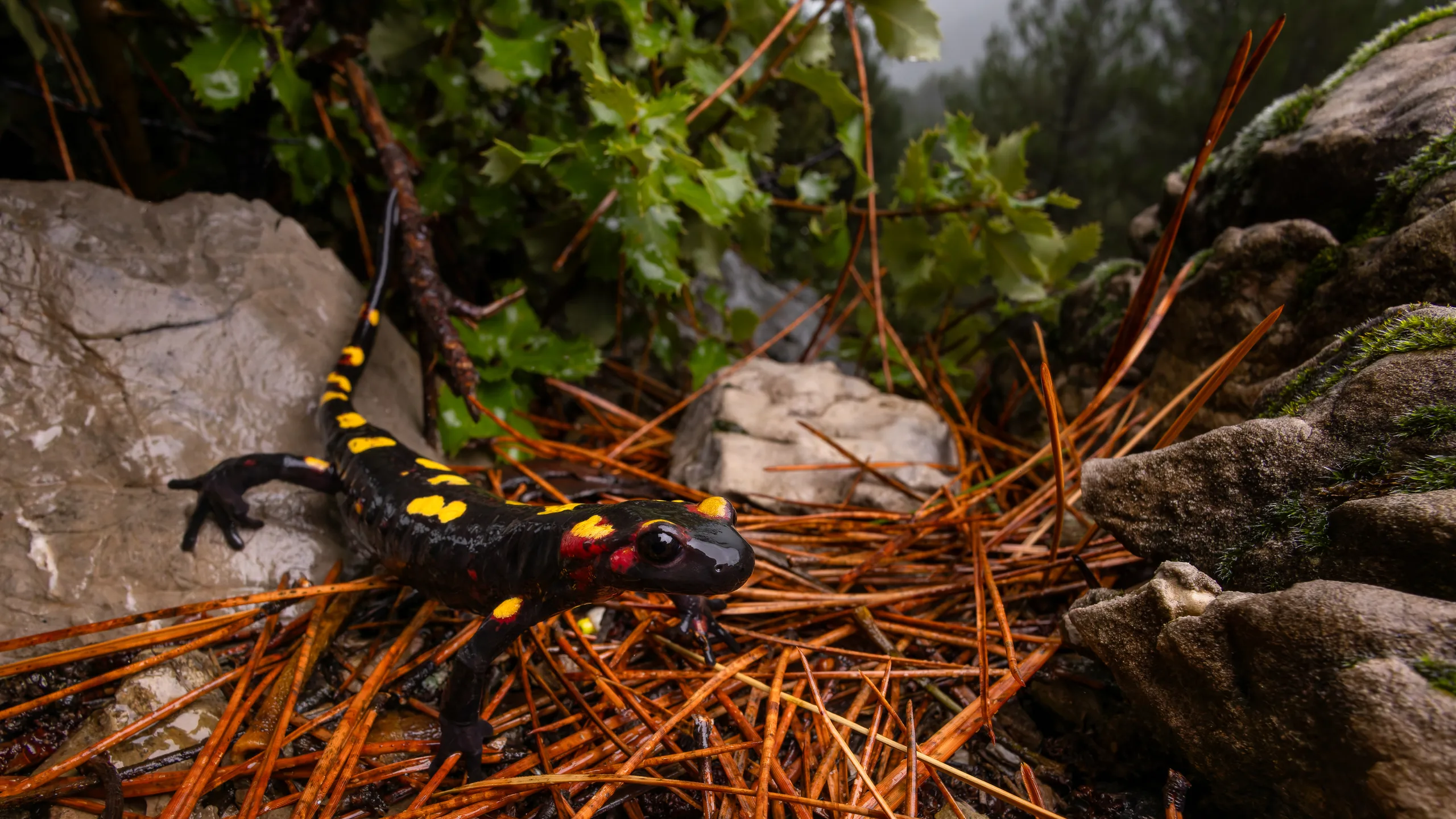 السمندل الناري المغاربي (Salamandra algira splendens)، المغرب