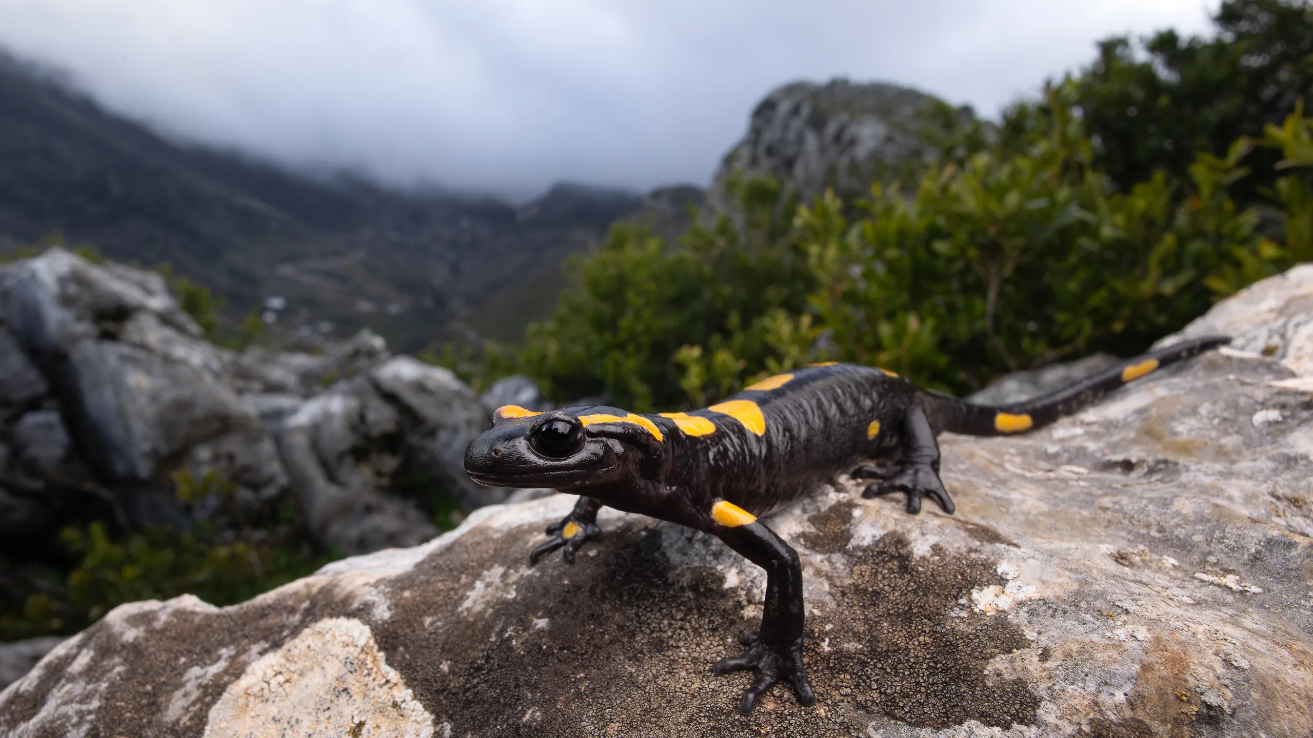 السمندل الناري المغاربي (Salamandra algira tingitana)، المغرب