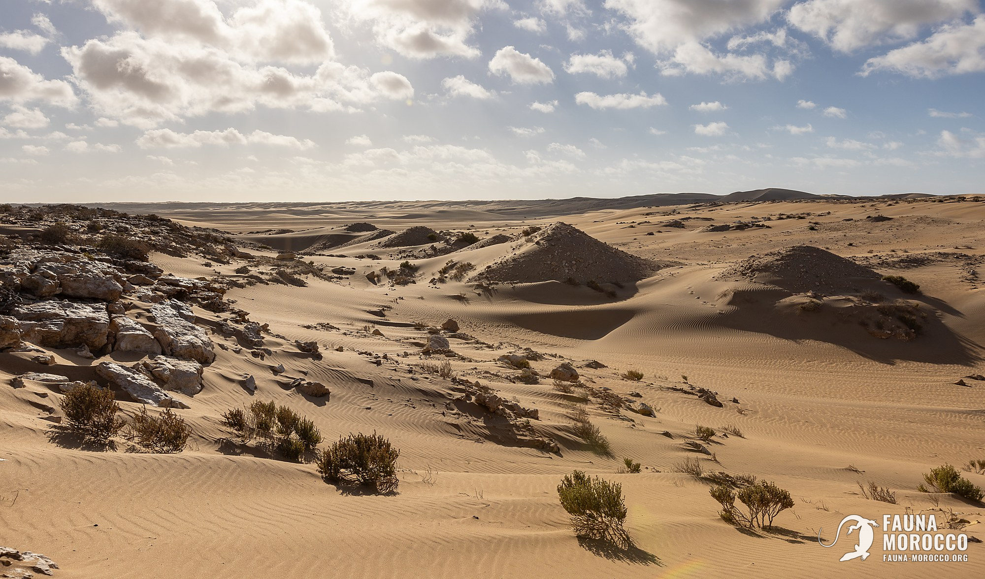 الصحراء والكثبان شبه الصحراوية