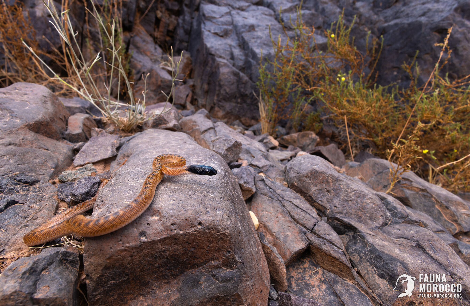 حنش شبيه القط (Telescopus tripolitanus)