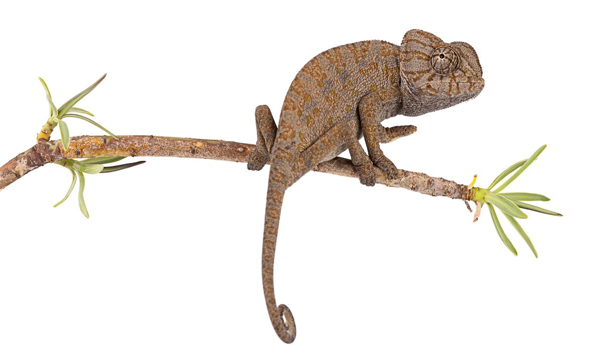 الحرباء المتوسطية (Chamaeleo chamaeleon)، المغرب