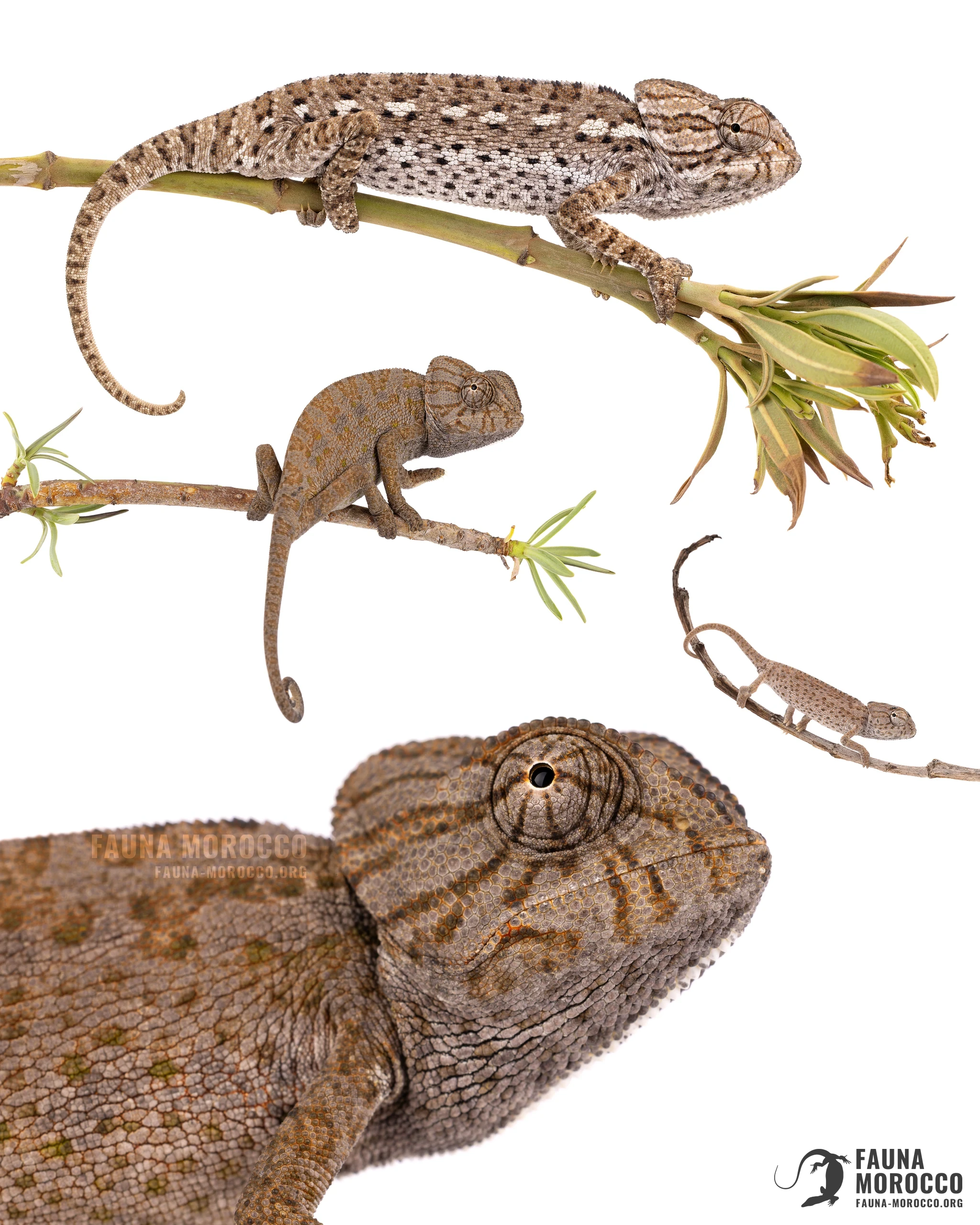 Caméléon commun (Chamaeleo chamaeleon), Maroc