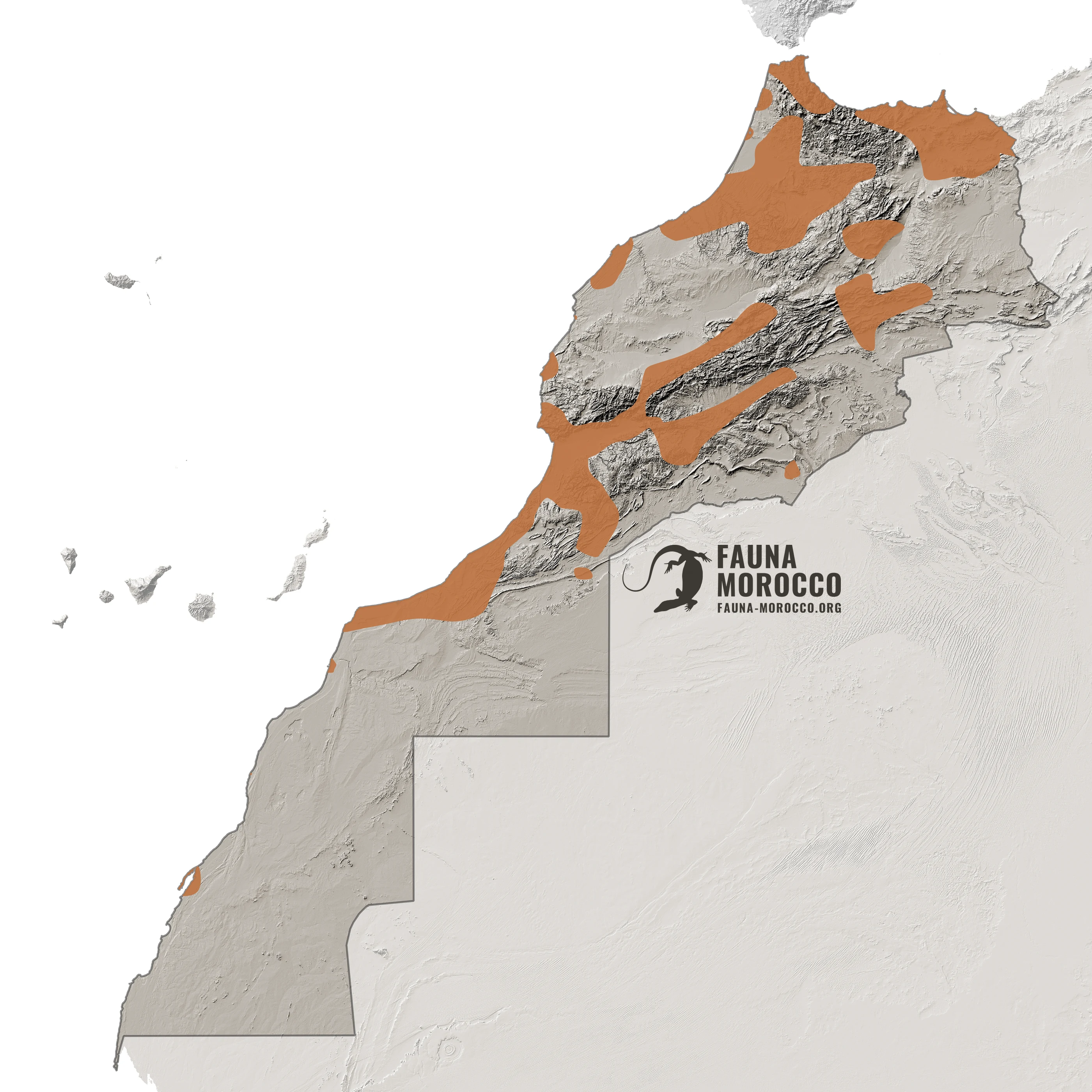 Carte de répartition du Caméléon commun (Chamaeleo chamaeleon) au Maroc