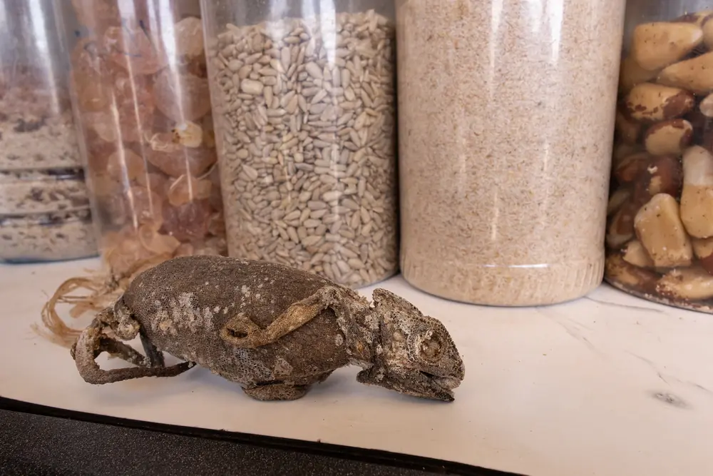 Caméléon commun séché exposé sur l'étal d'un herboriste, Maroc
