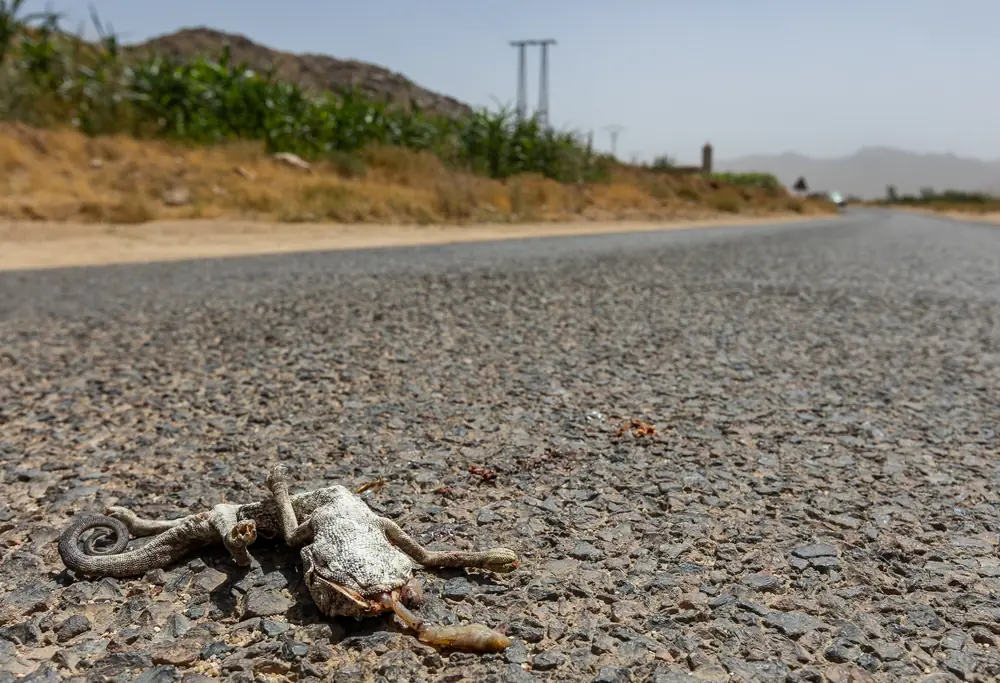 Caméléon commun tué sur une route, Maroc